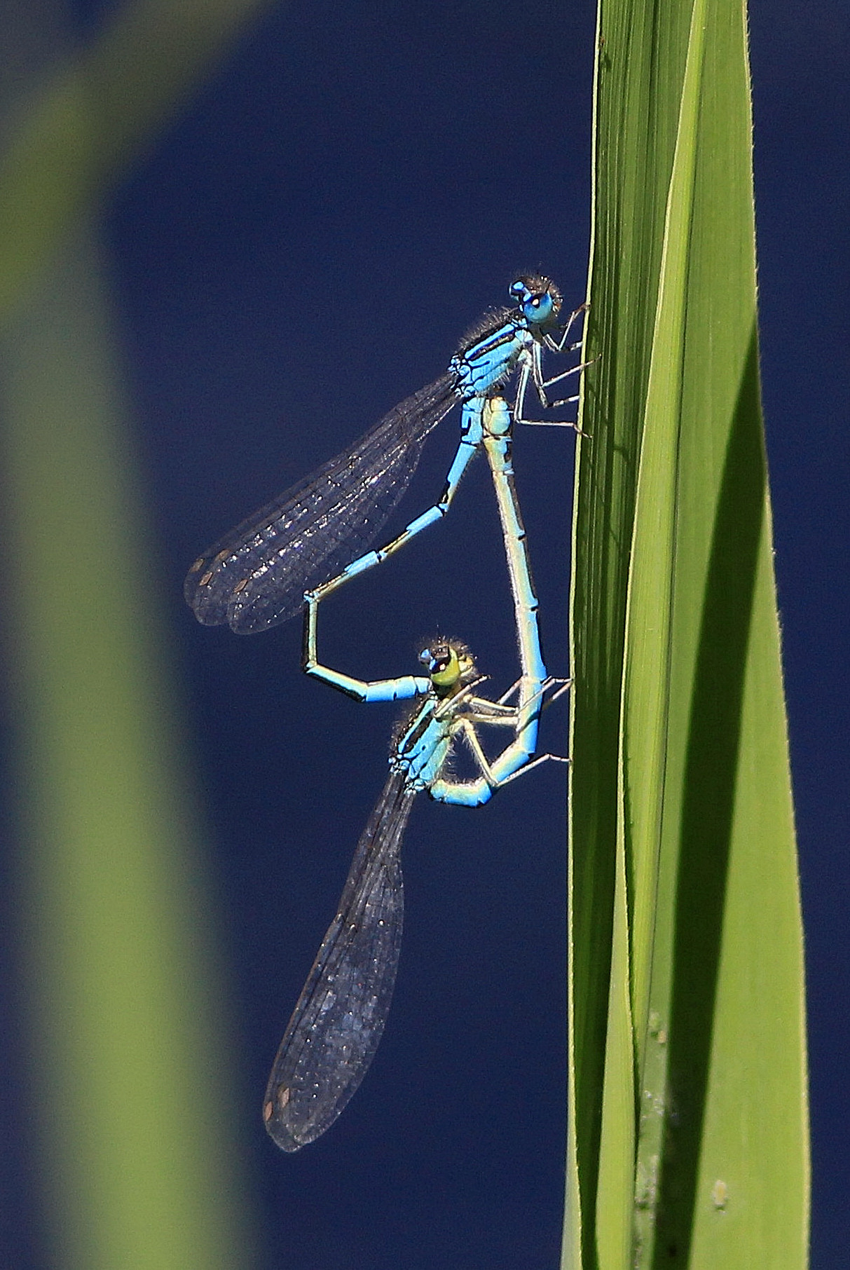 dragonflies