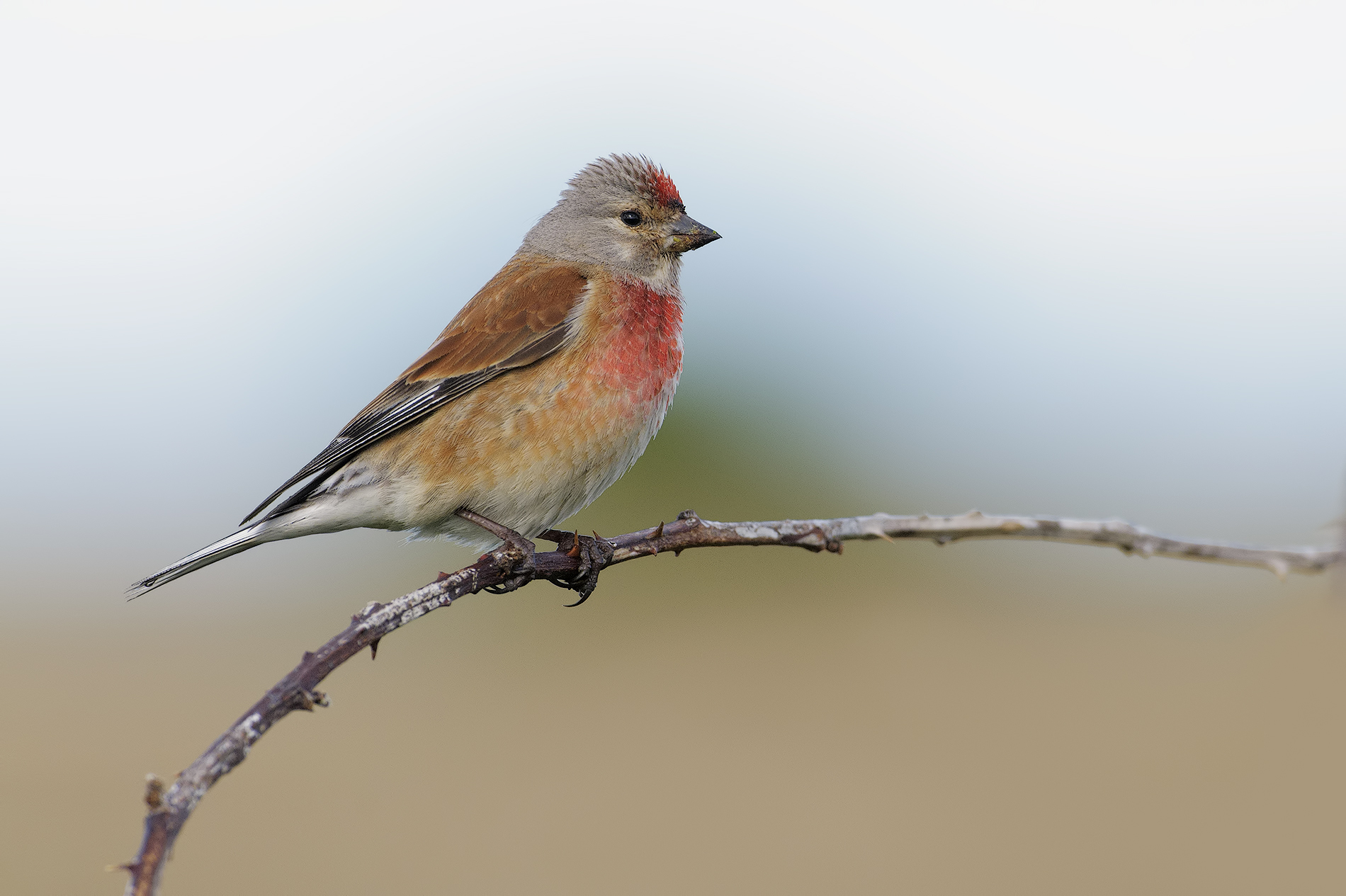 Linnet
