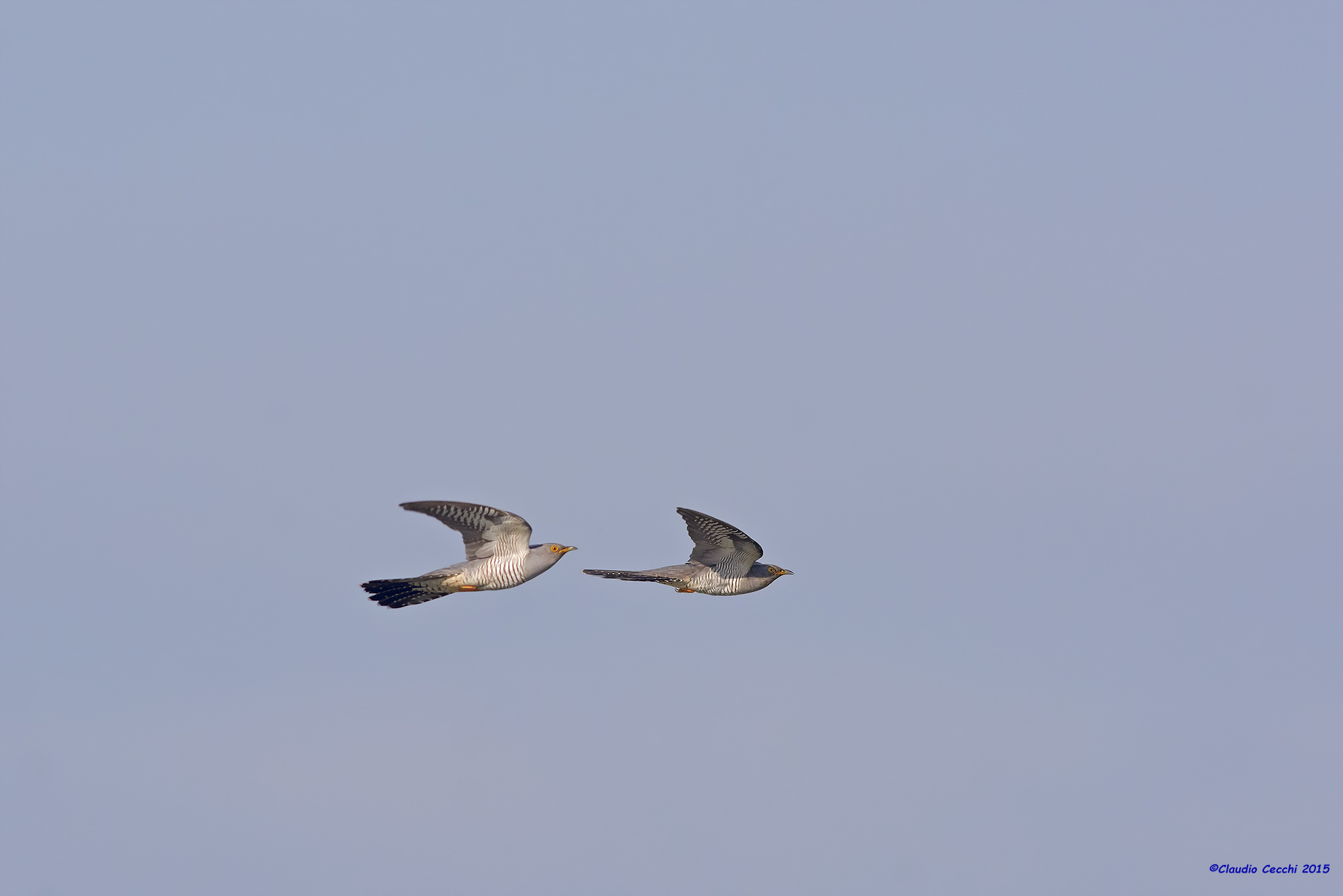 Pair of cuckoos in flight