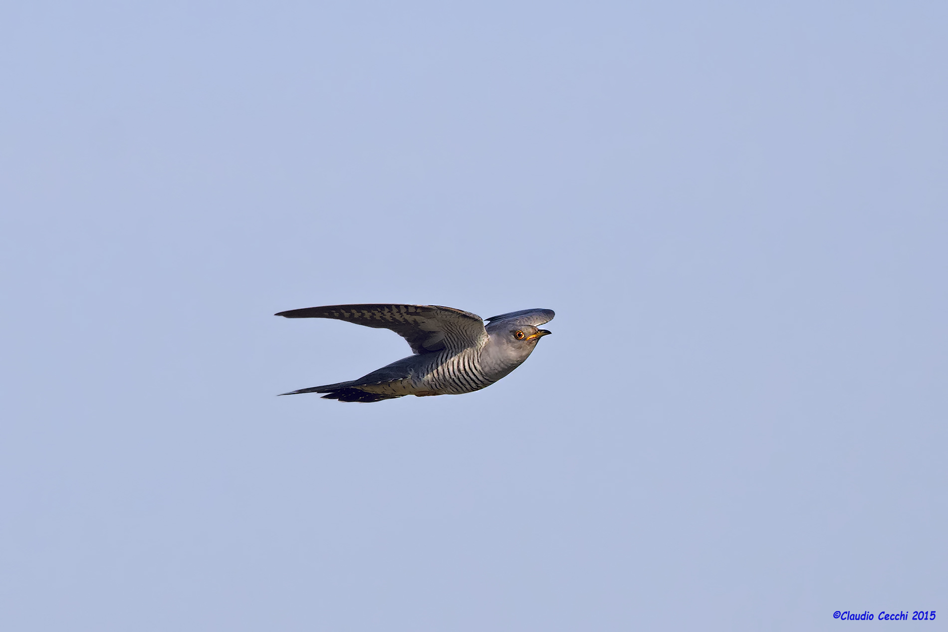 Cuckoo in flight