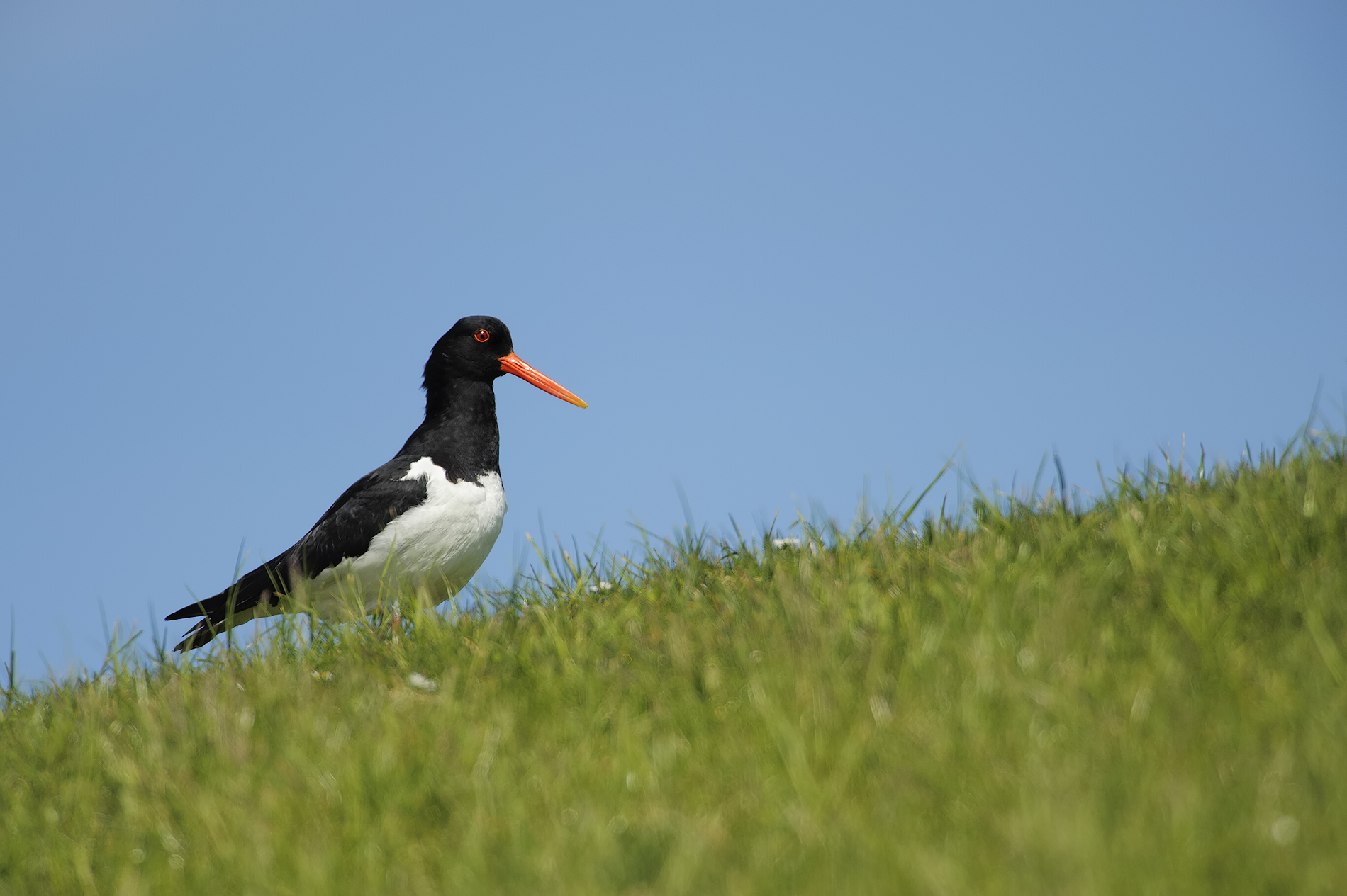 Oystercatcher