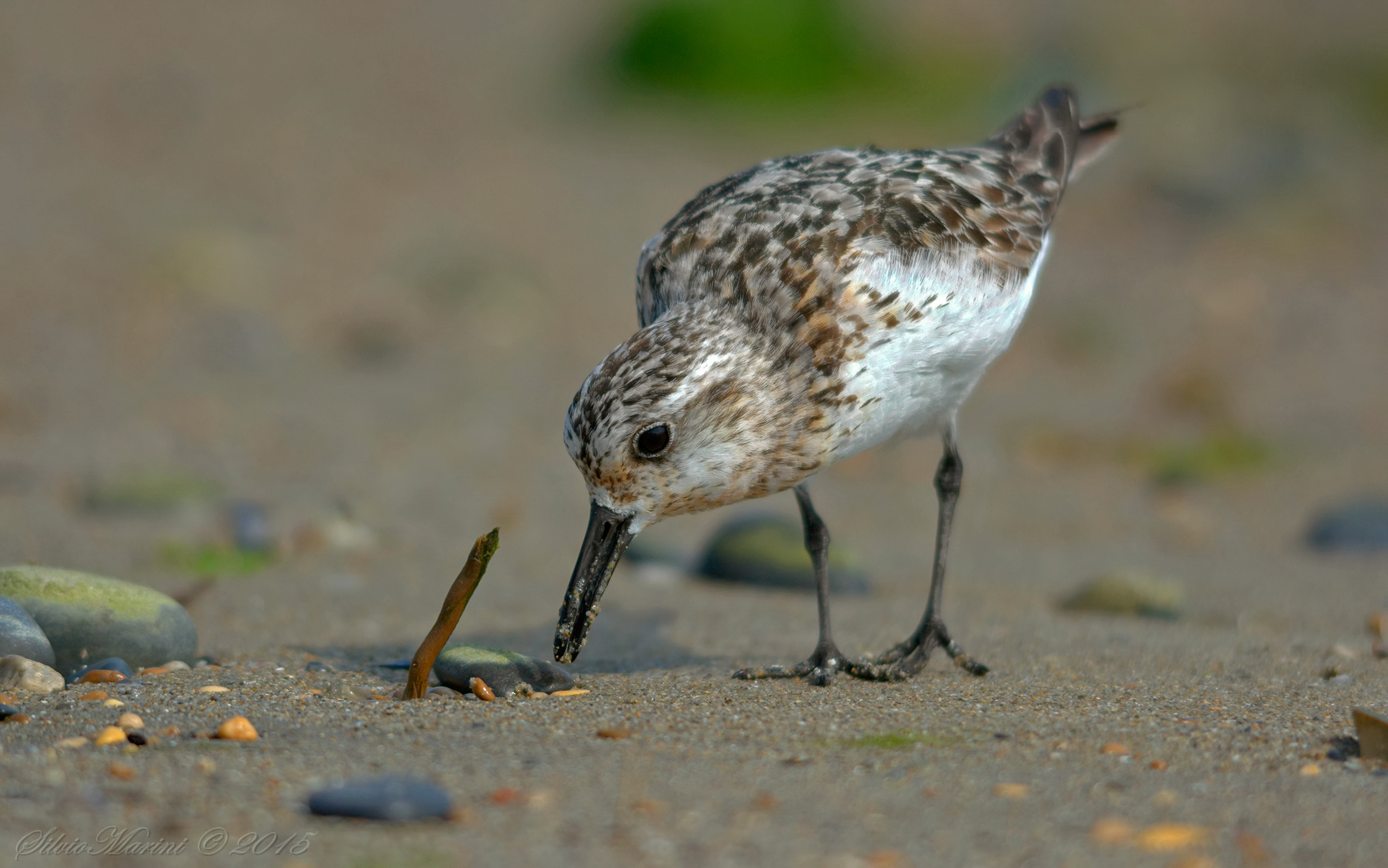 Piovanello tridattilo (Calidris alba)