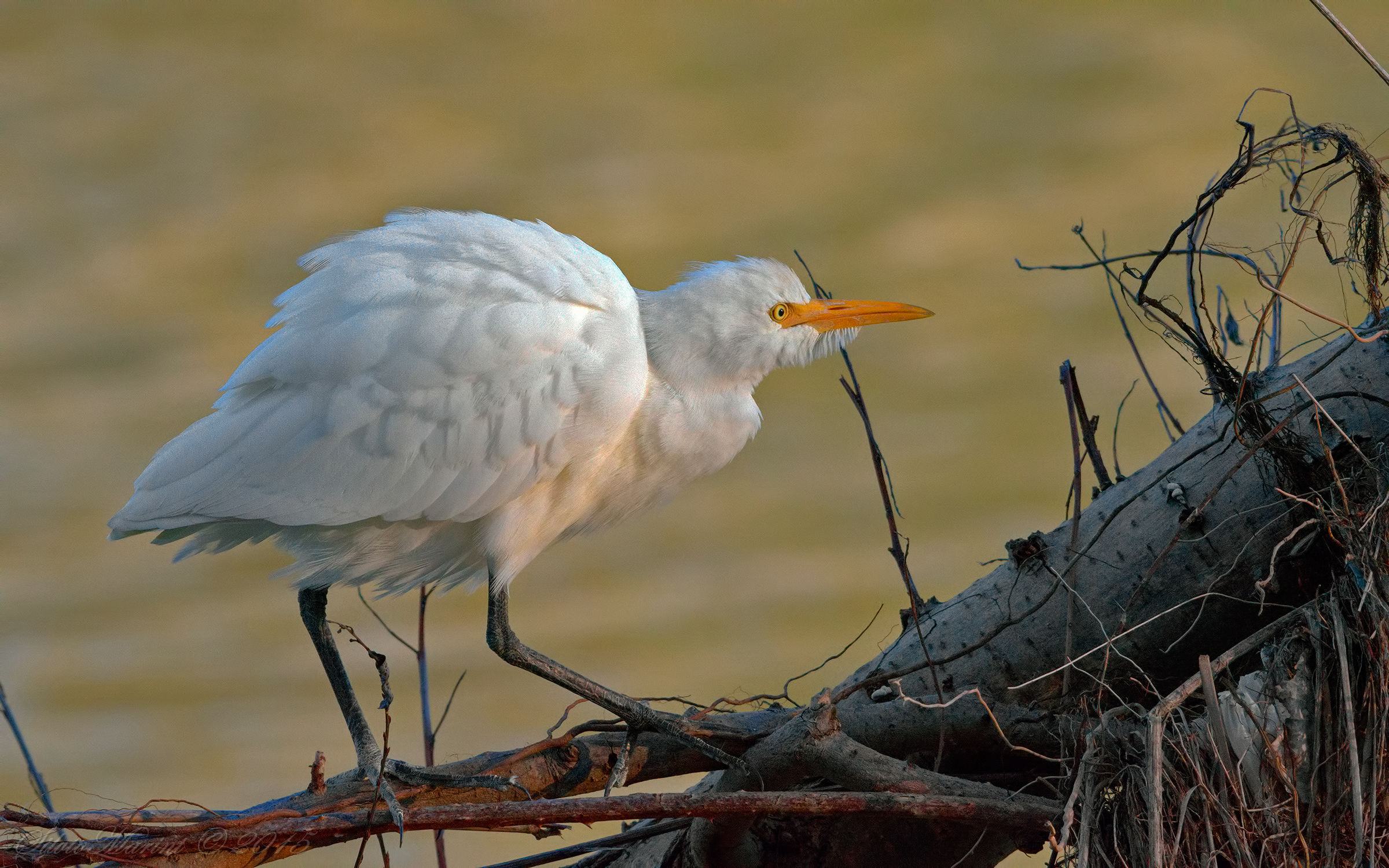 Airone guardabuoi (Babulcus ibis)