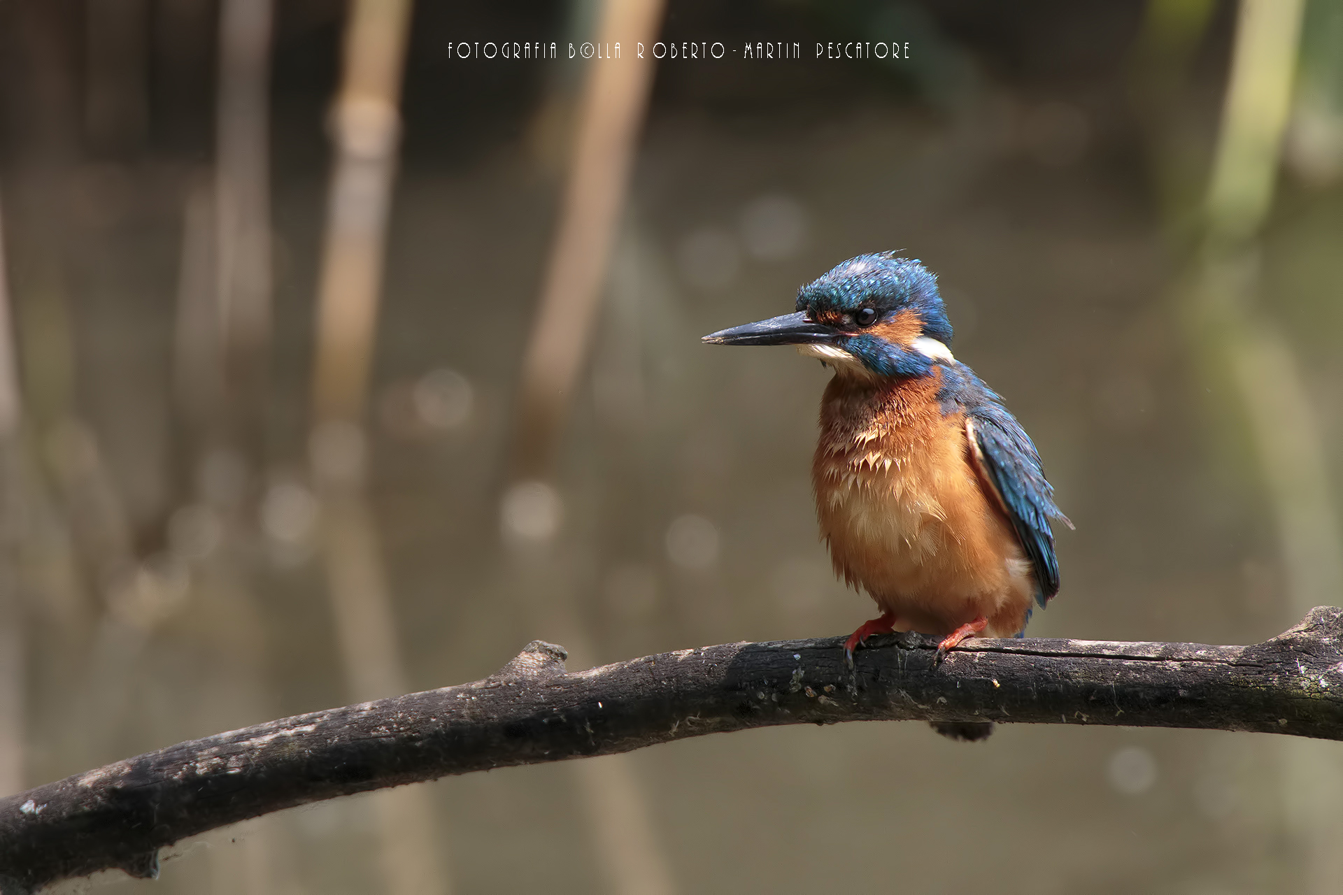 Kingfisher