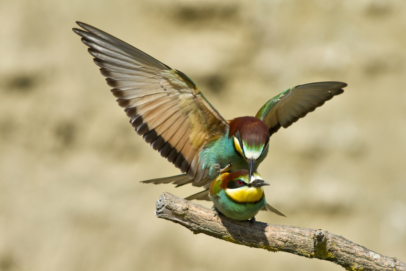 The pair of bee-eaters