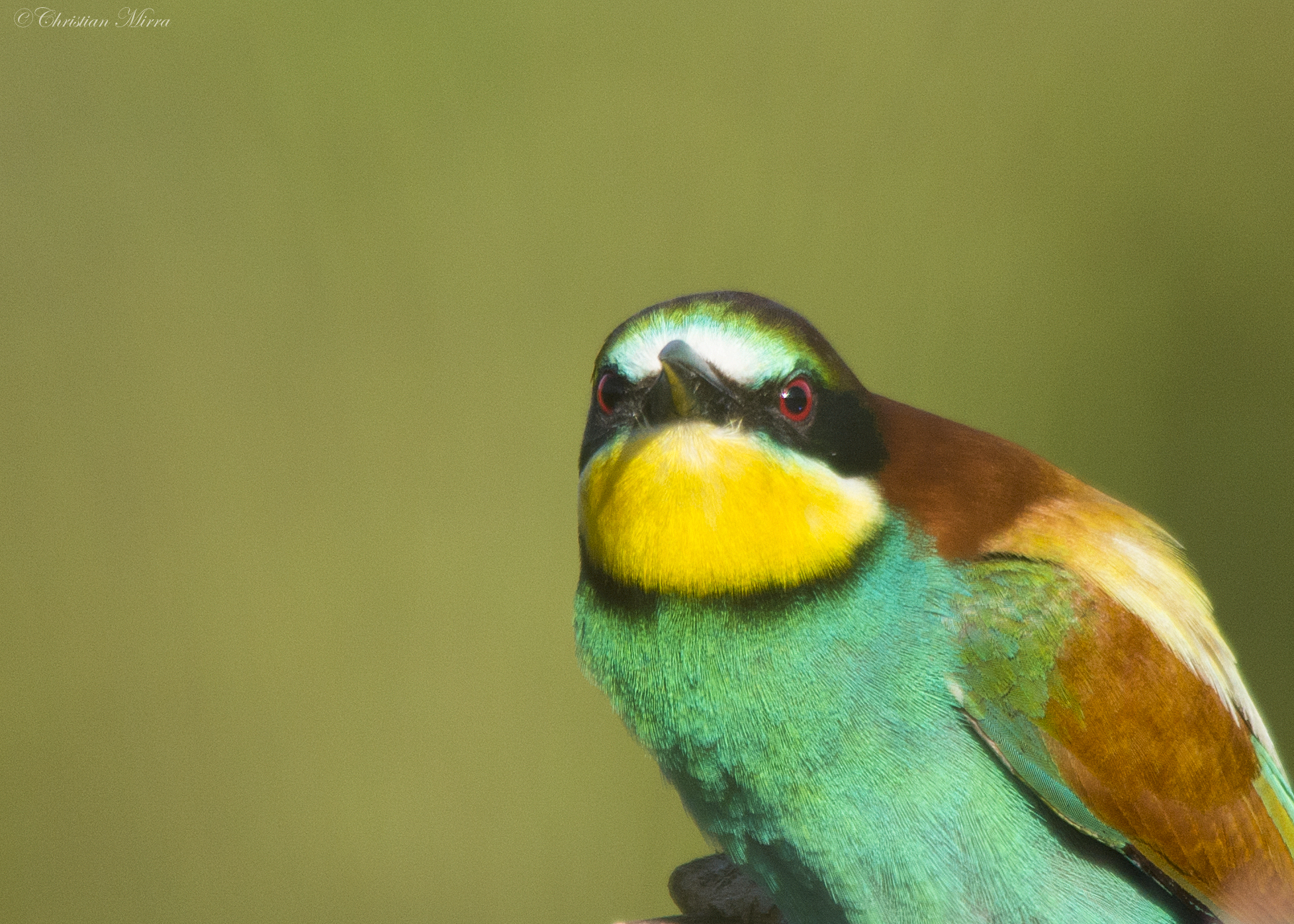 portrait of an angry bee-eater
