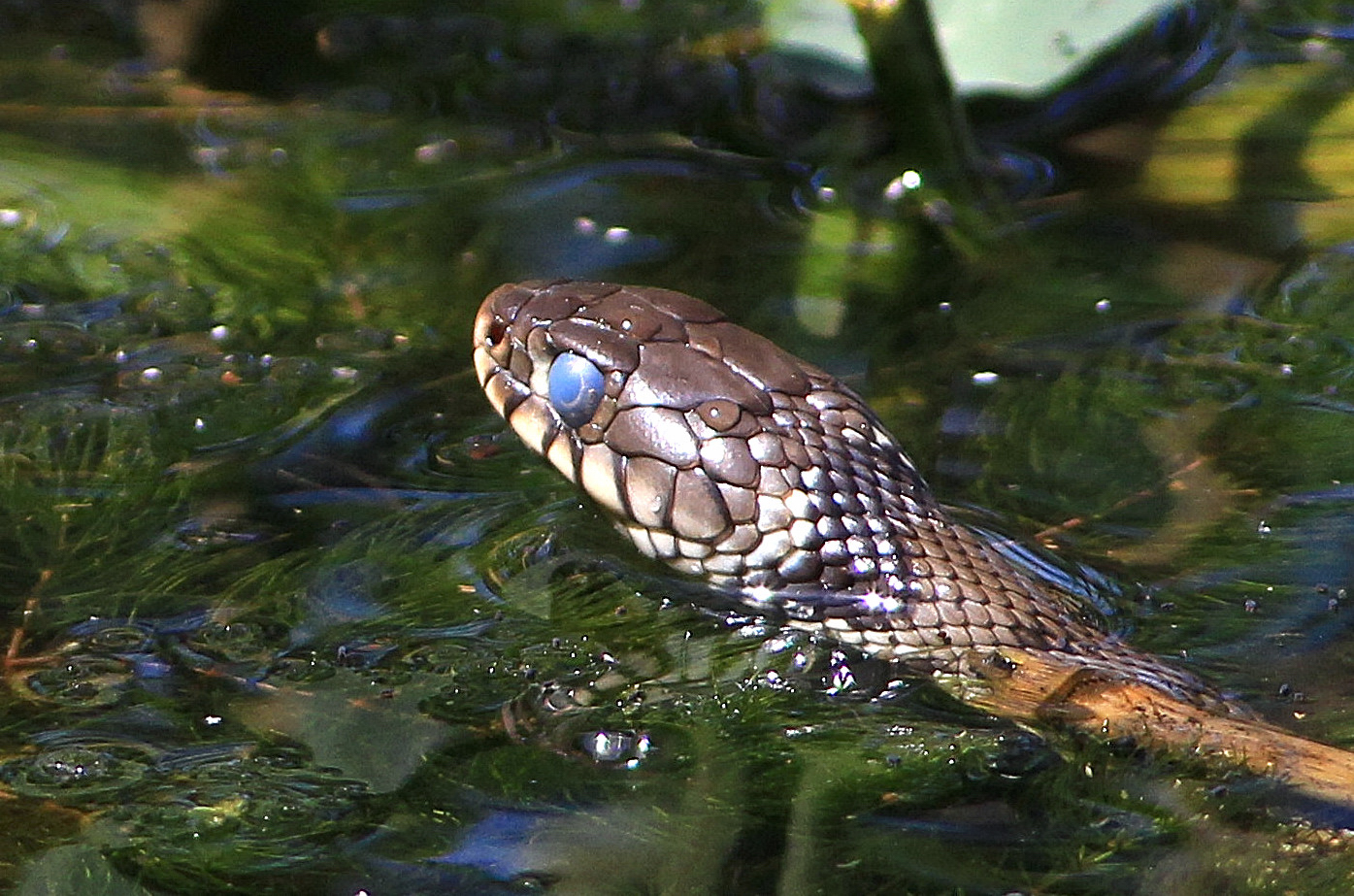 snake with blue eyes