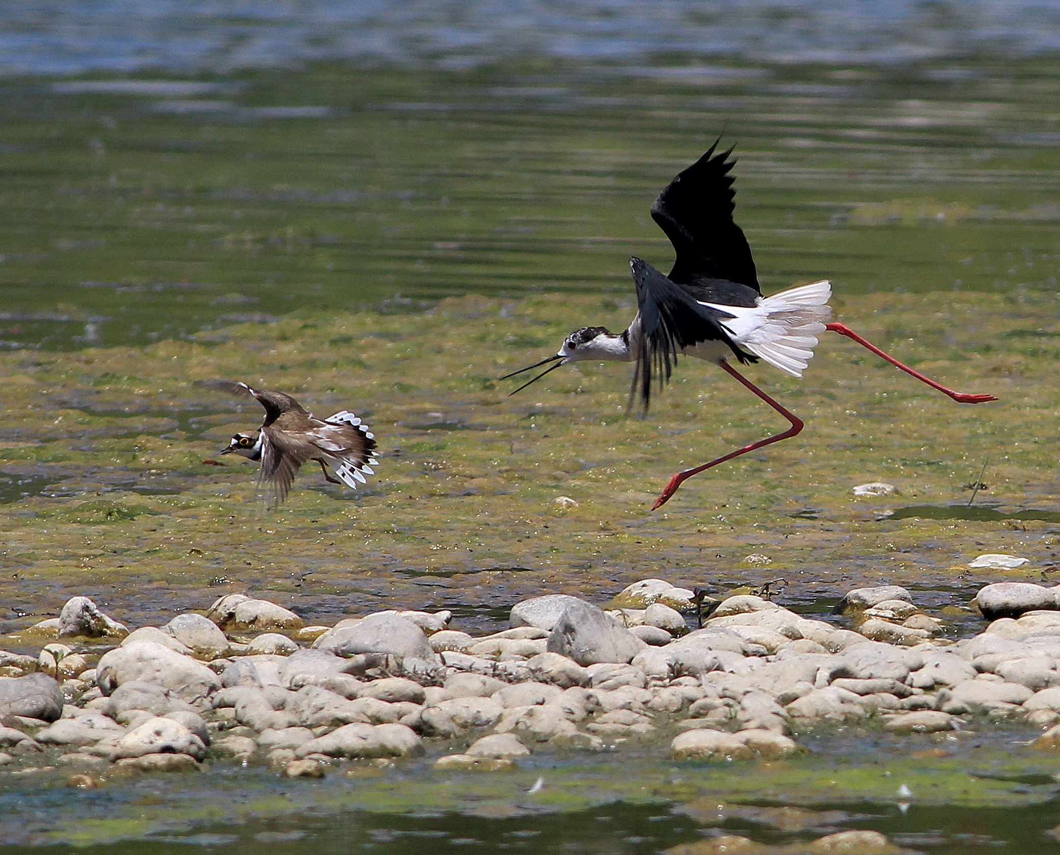 little ringed plover and rider bully