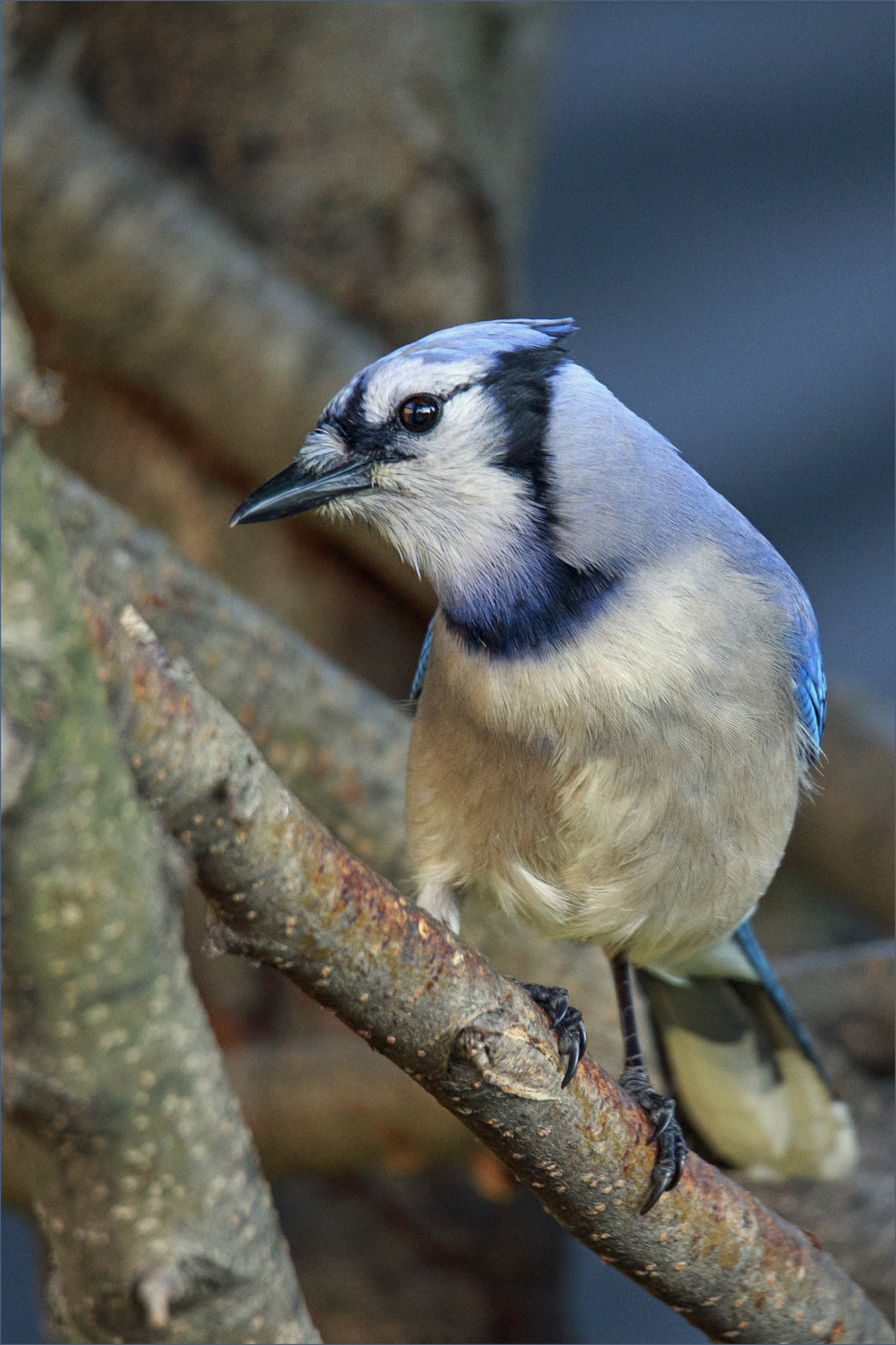 Blue Jay