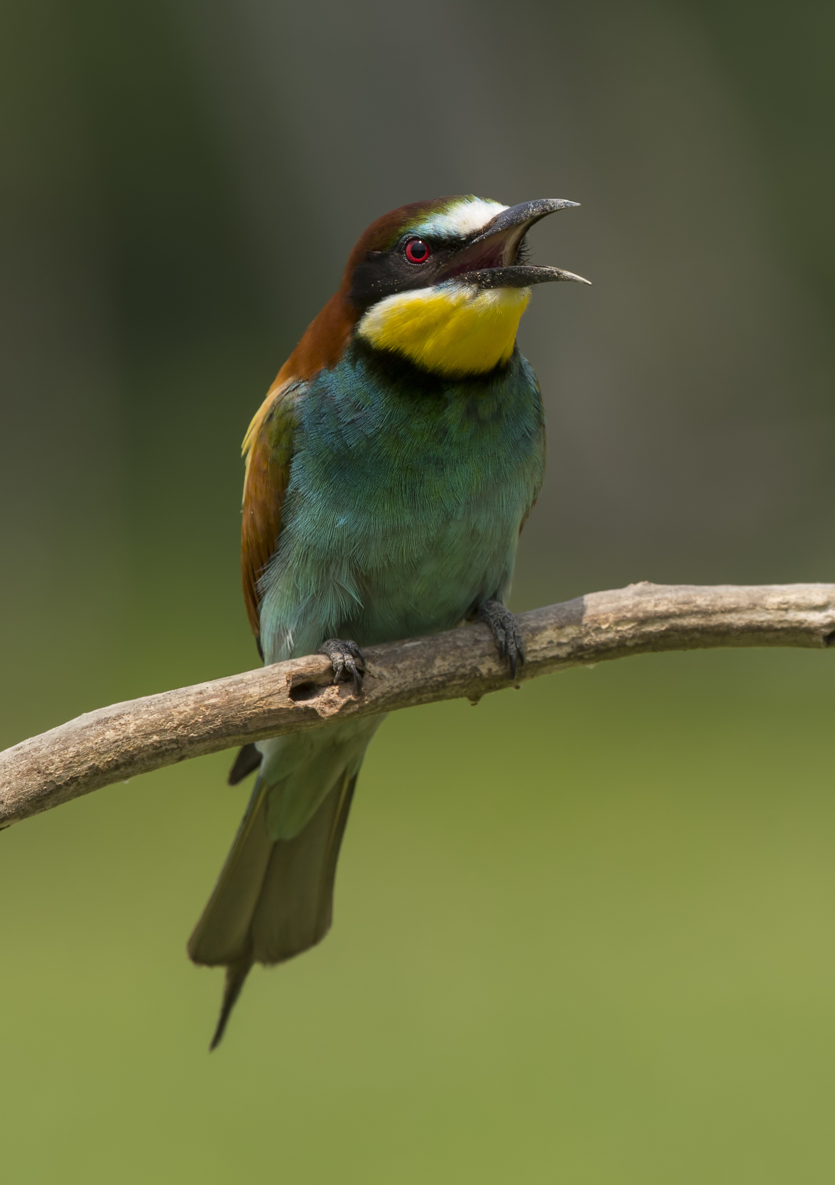 Bee-eaters (Merops apiaster)