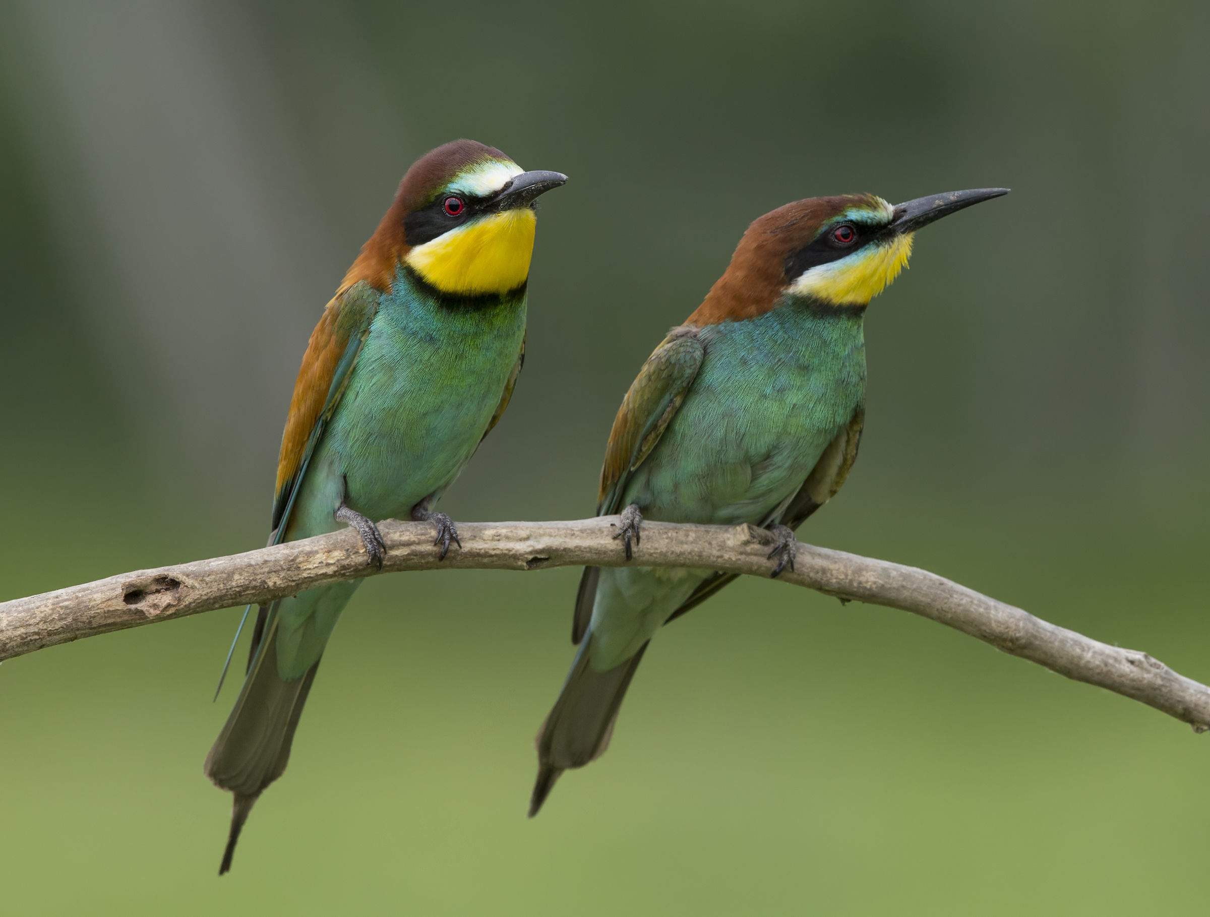 Bee-eaters (Merops apiaster)