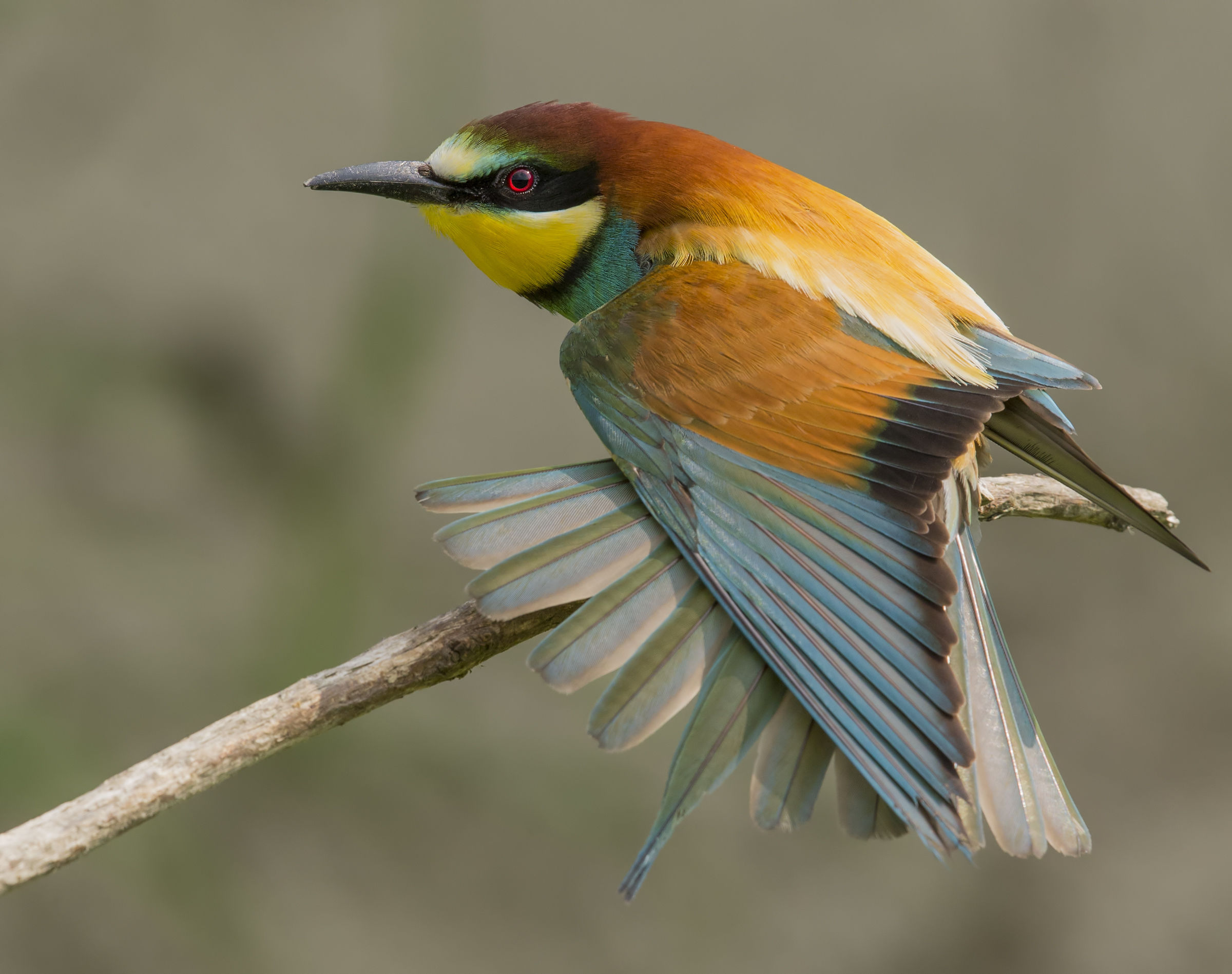 Bee-eaters (Merops apiaster)