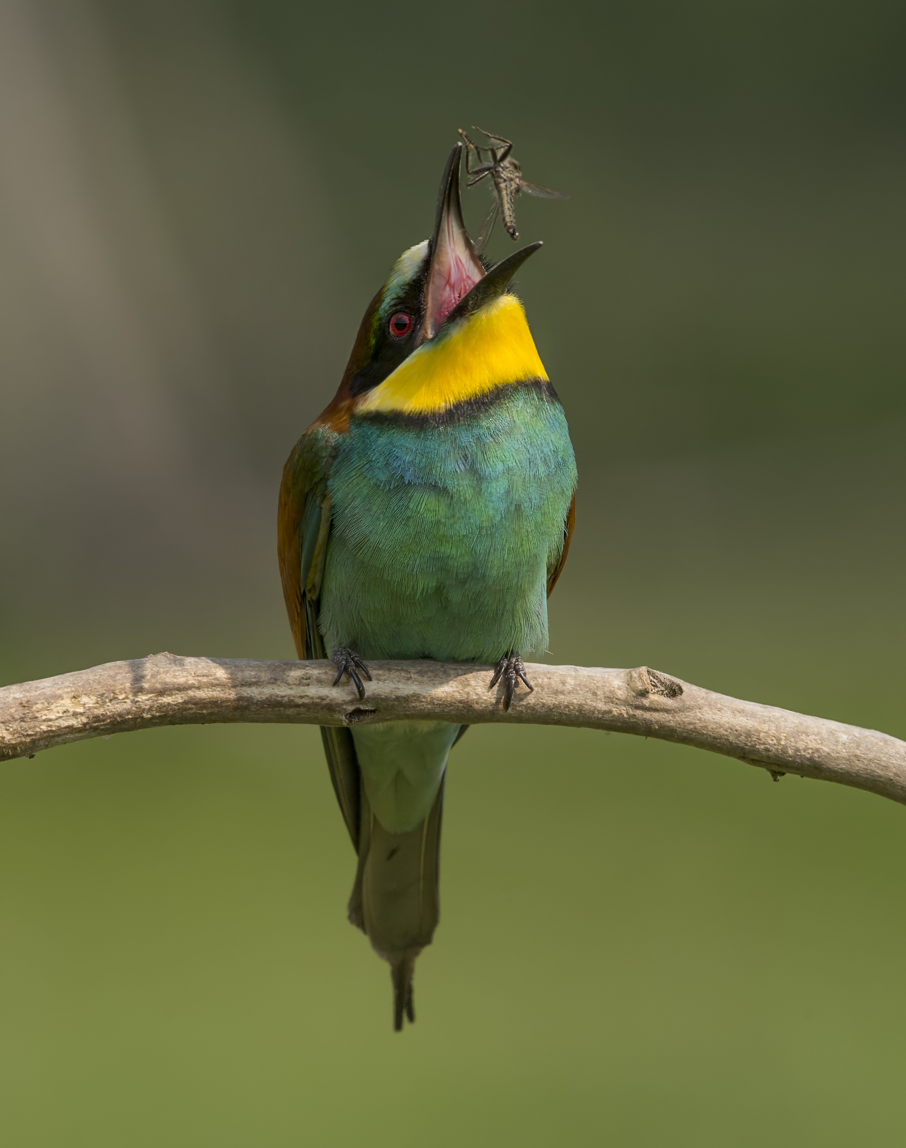 Bee-eaters (Merops apiaster)