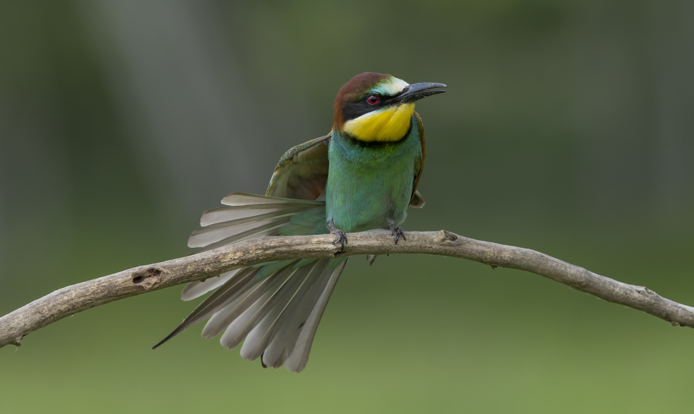 Bee-eaters (Merops apiaster)