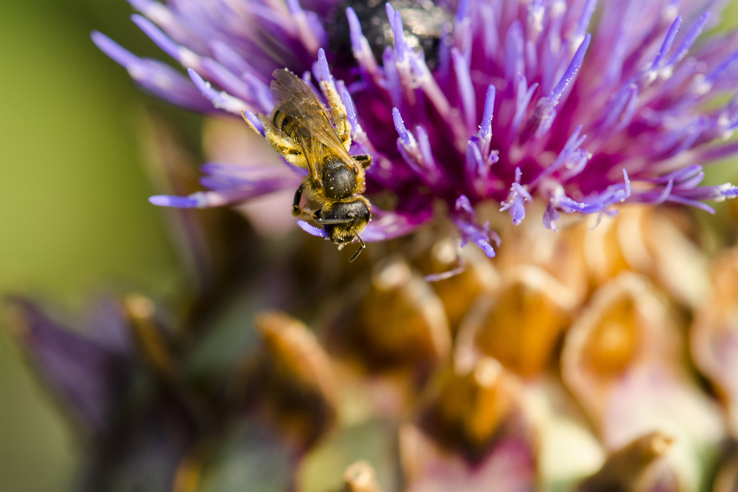 Mi prude la testa...
