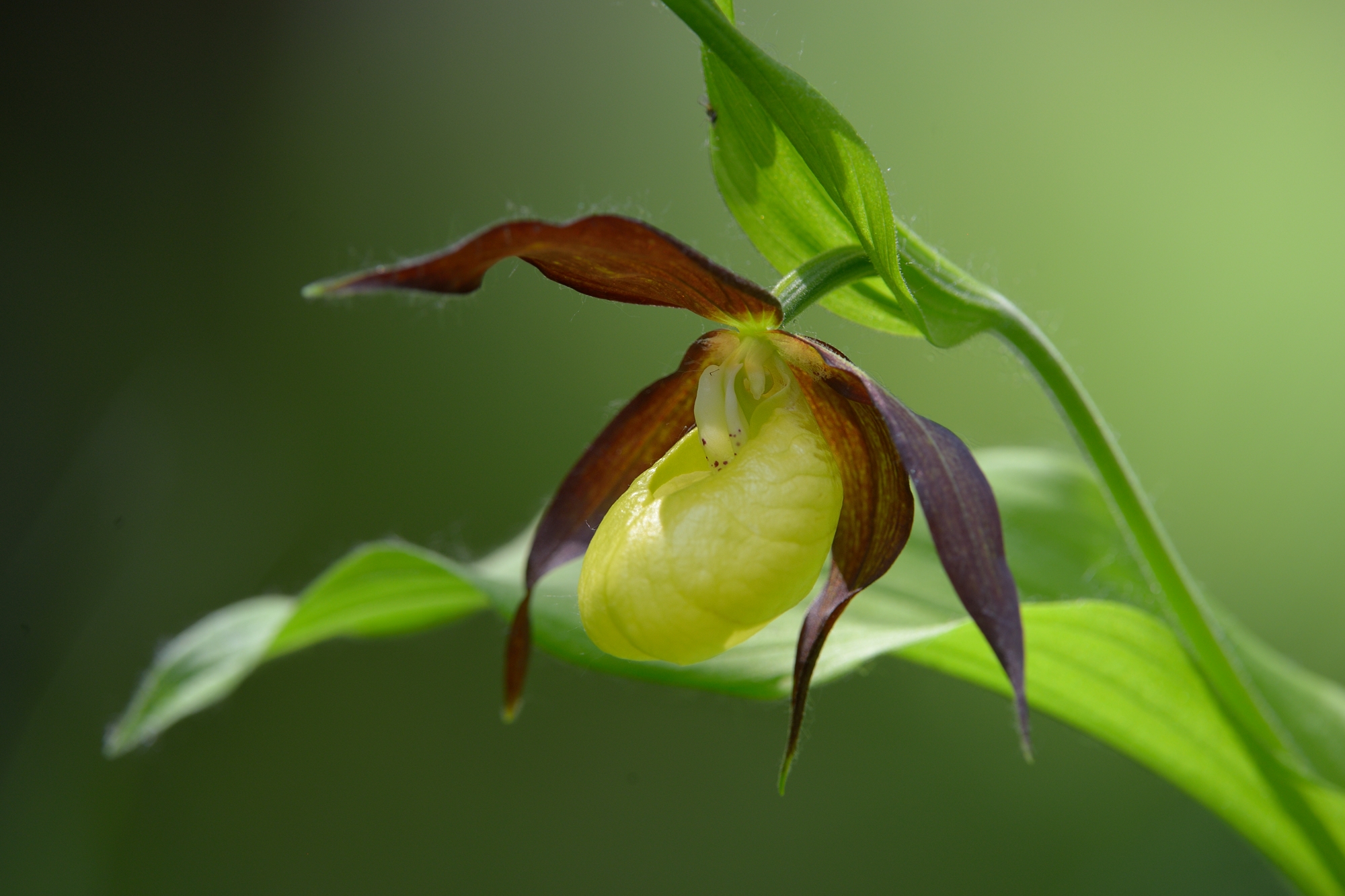 Scarpetta Madonna (Cypripedium calceolus)