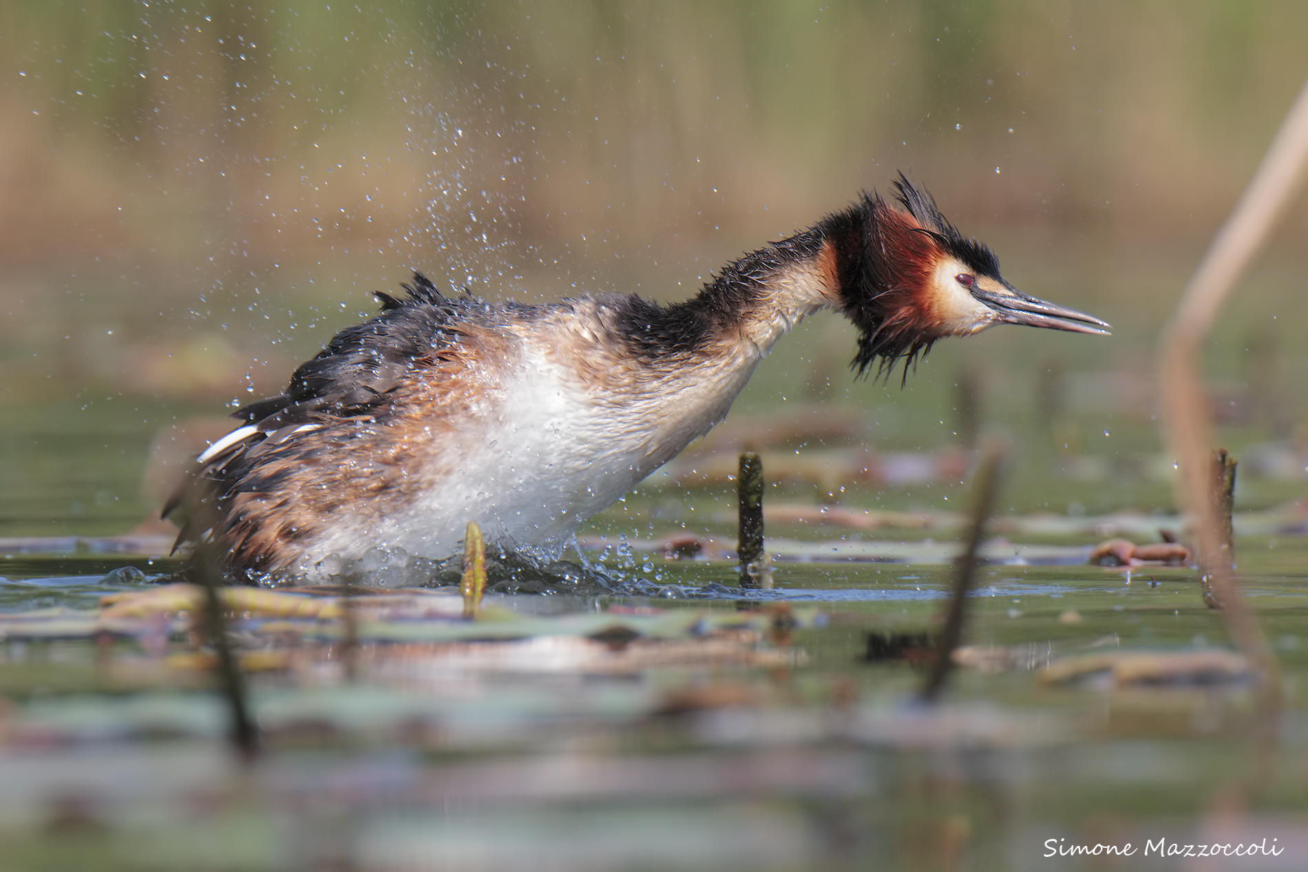 Schizzi di primavera
