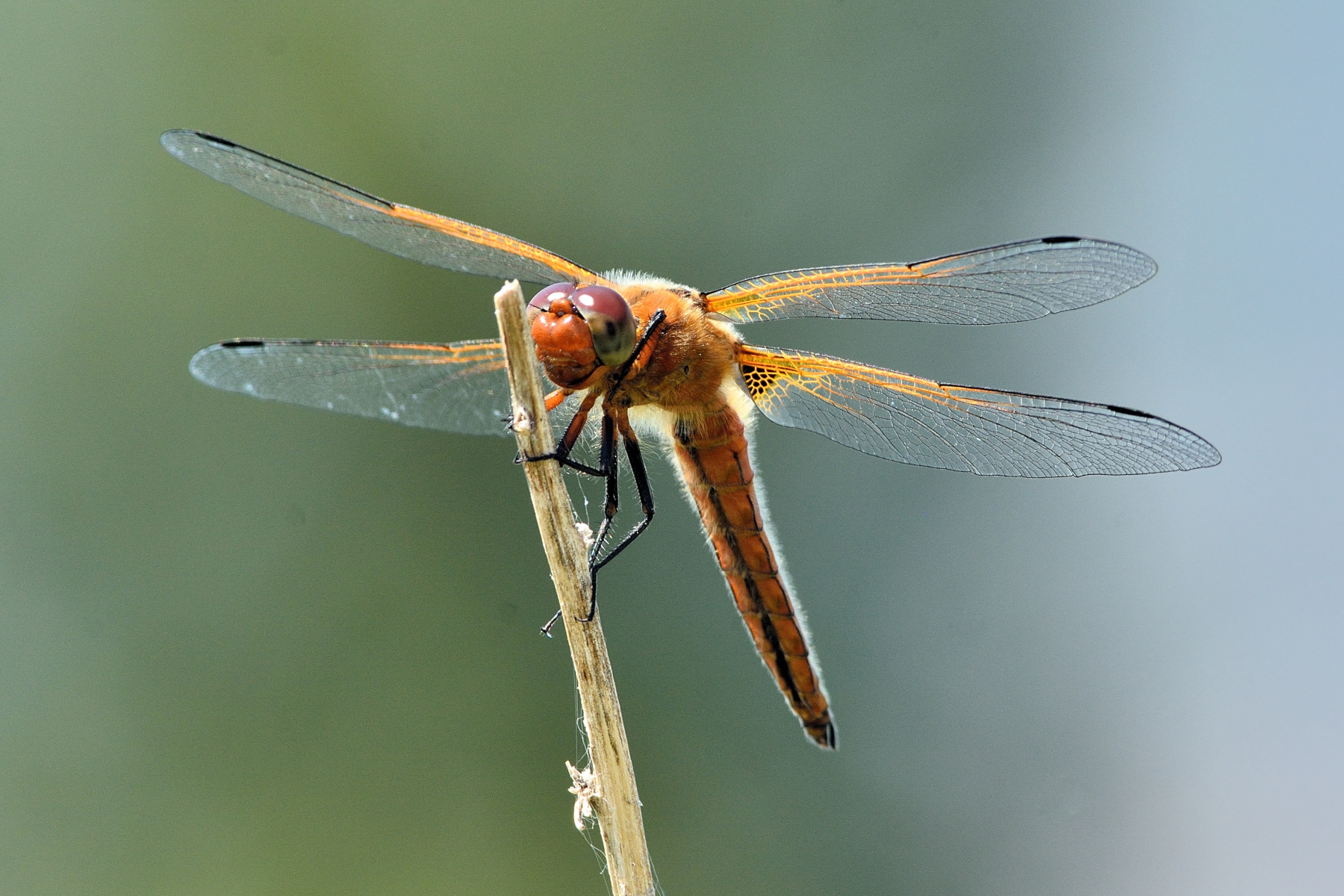 Libellula fulva - femmina