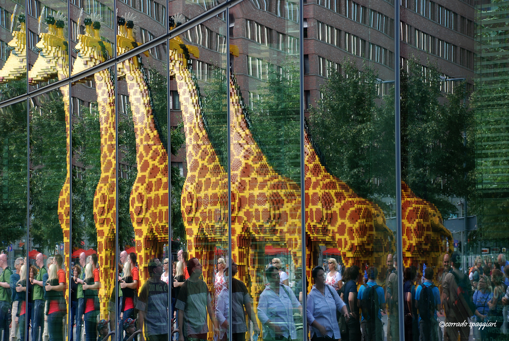 A giraffe, two giraffes, three giraffes ...