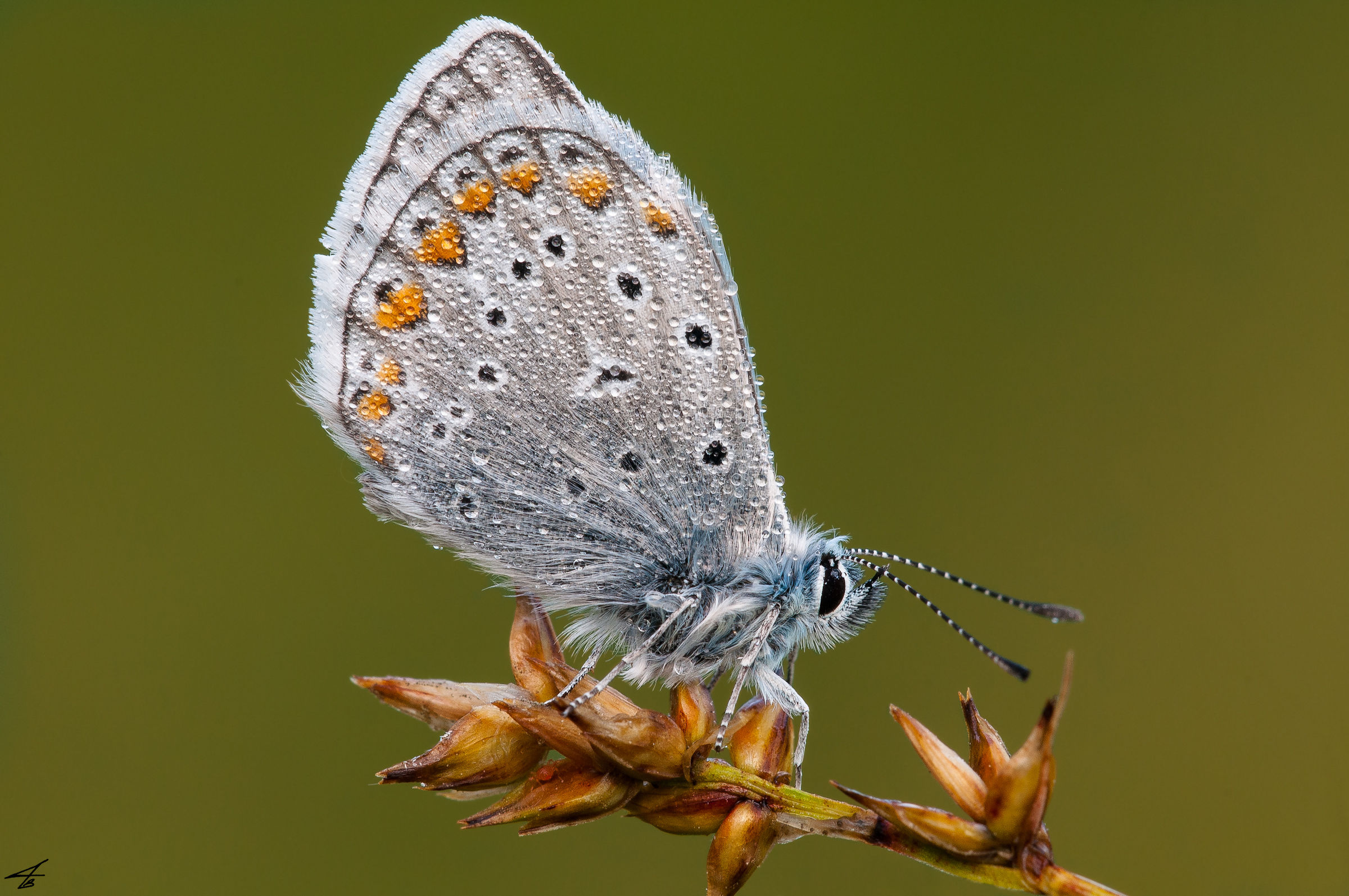 Polyommatus icarus