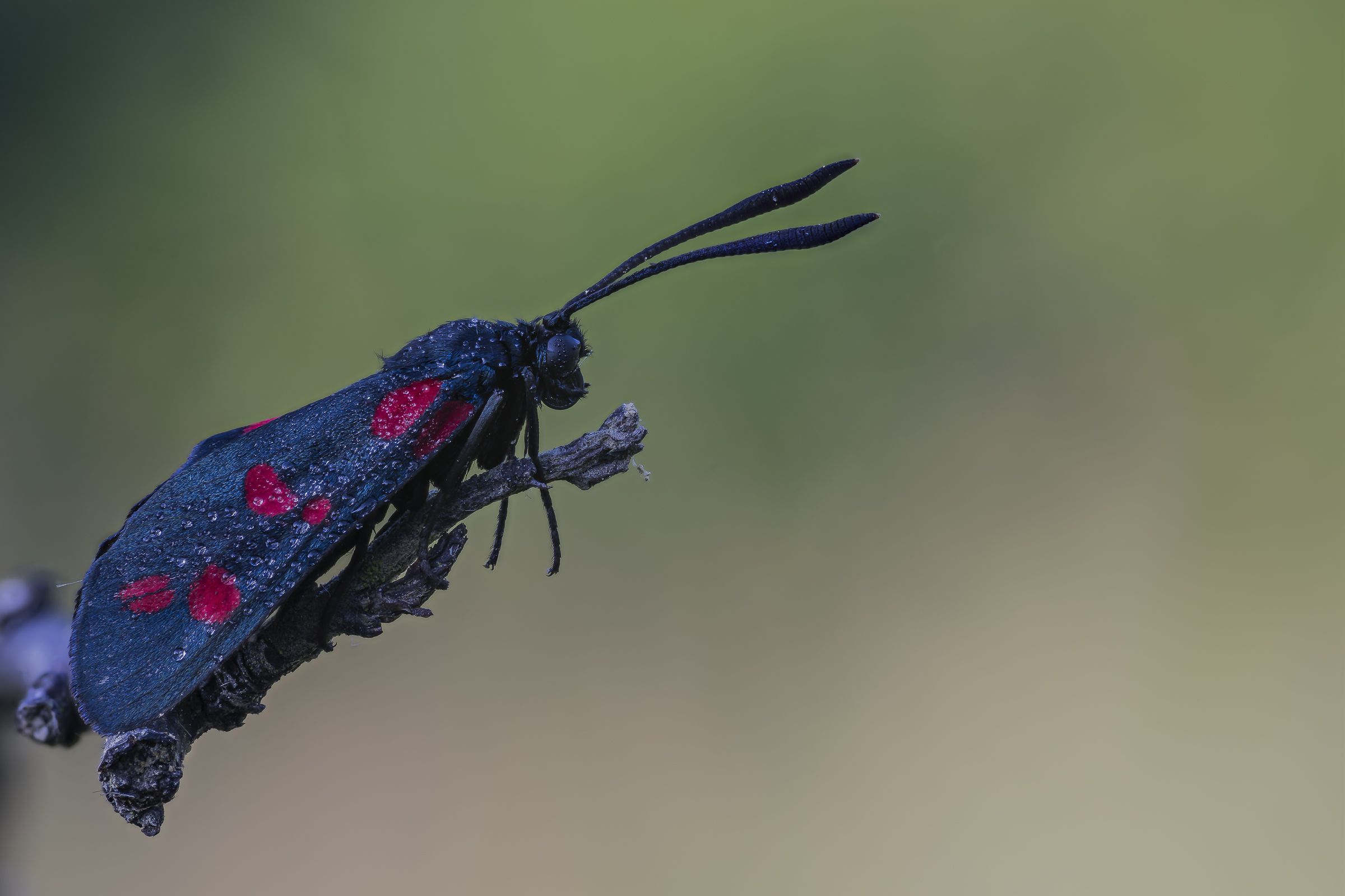 Zygaena