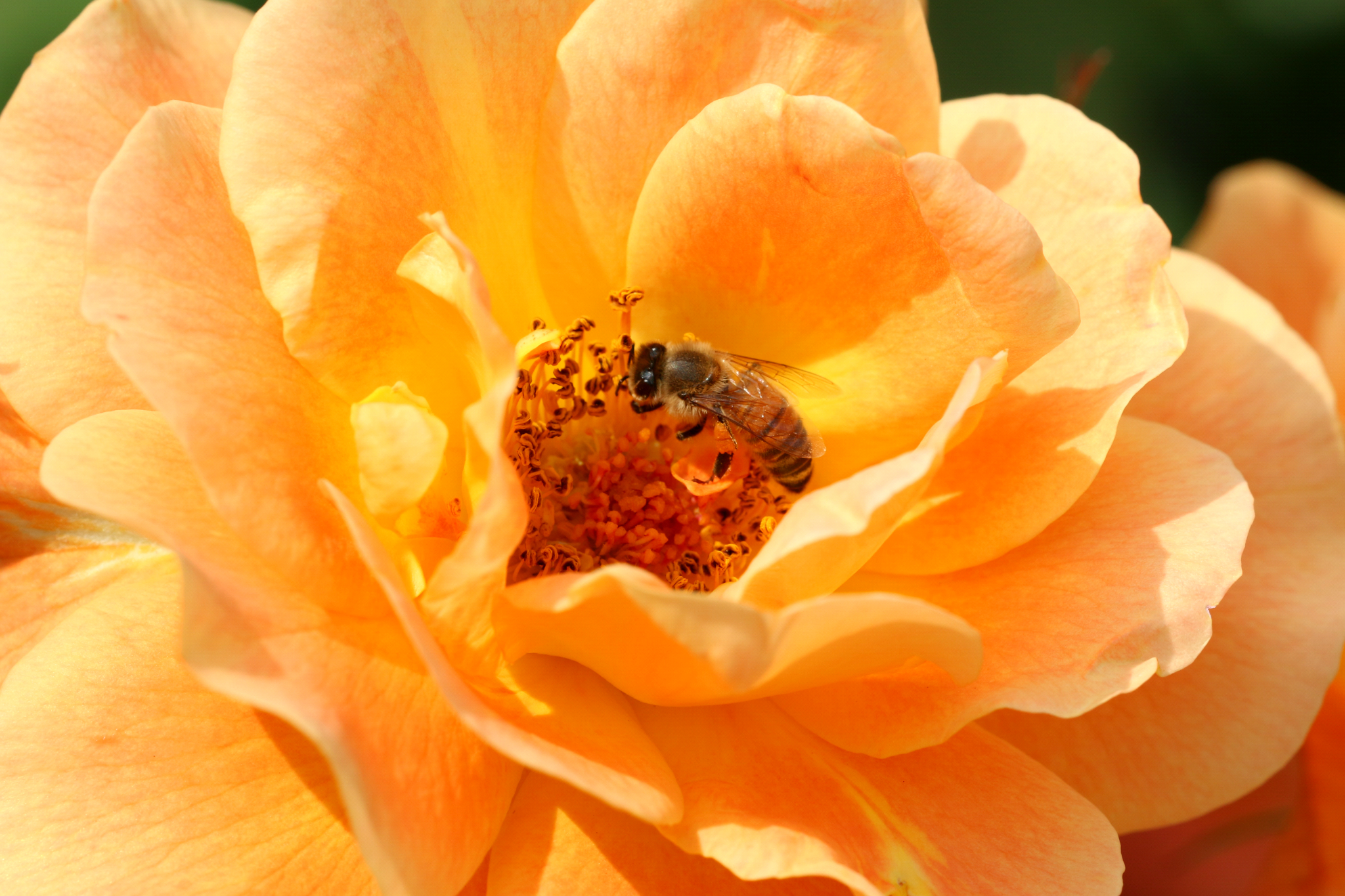 my first macro ..gasato