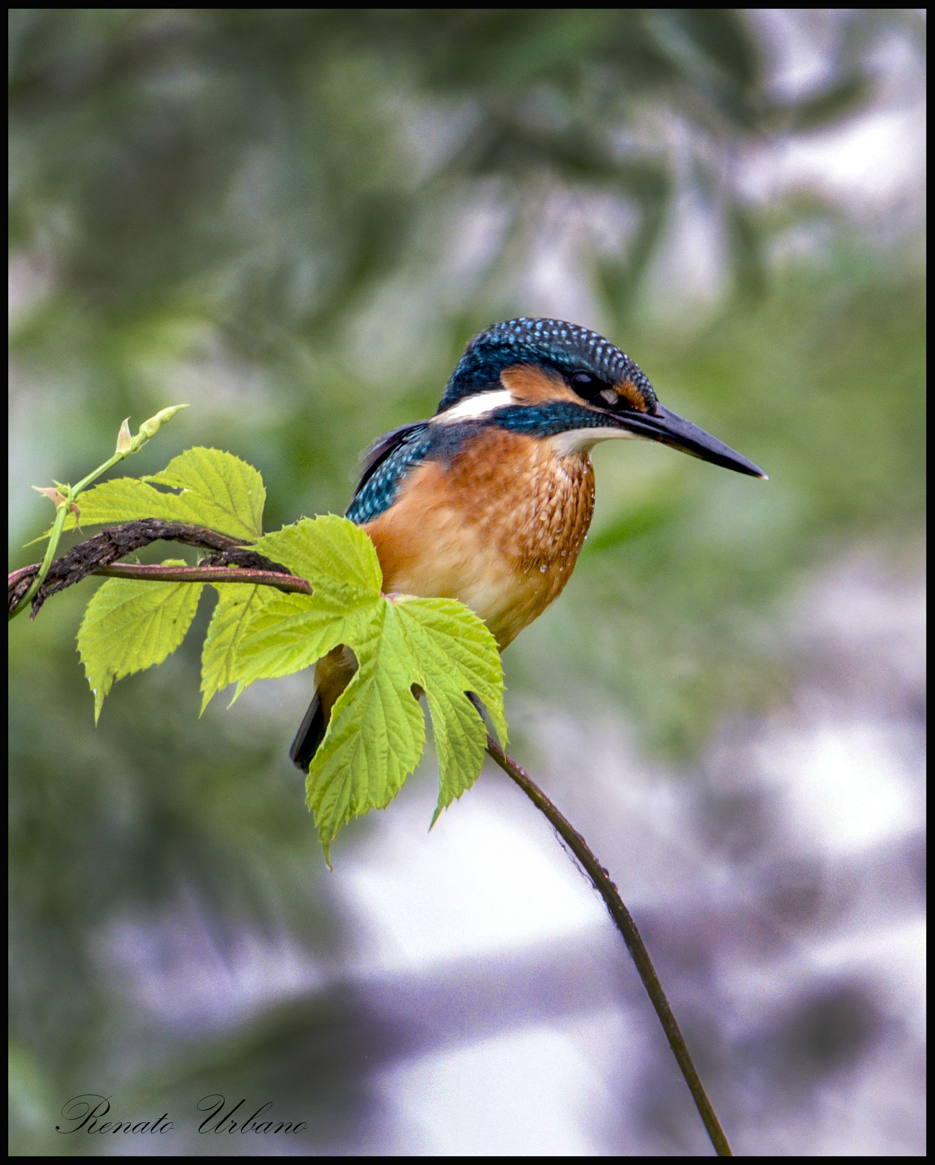 Kingfisher (Alcedo atthis)