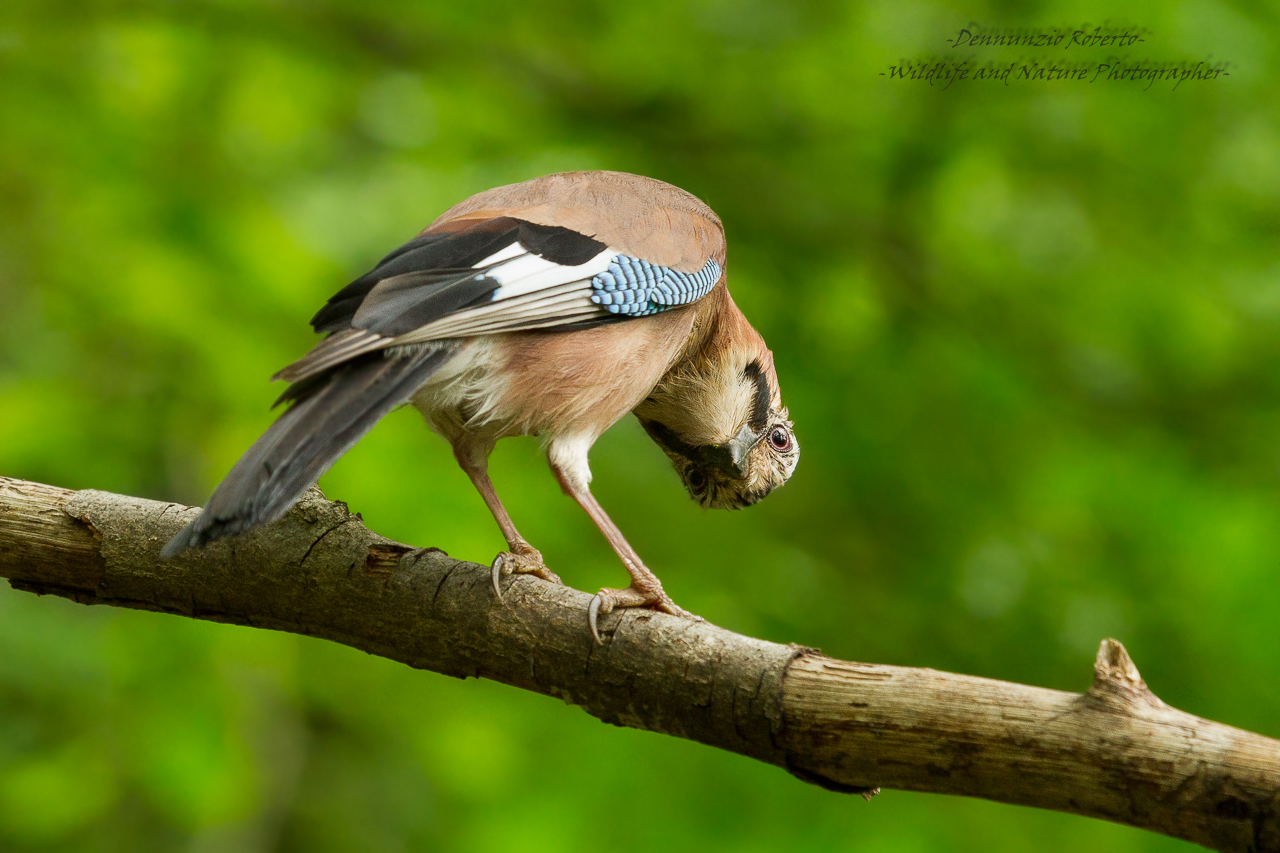 a cave Whisky por favor ...!?