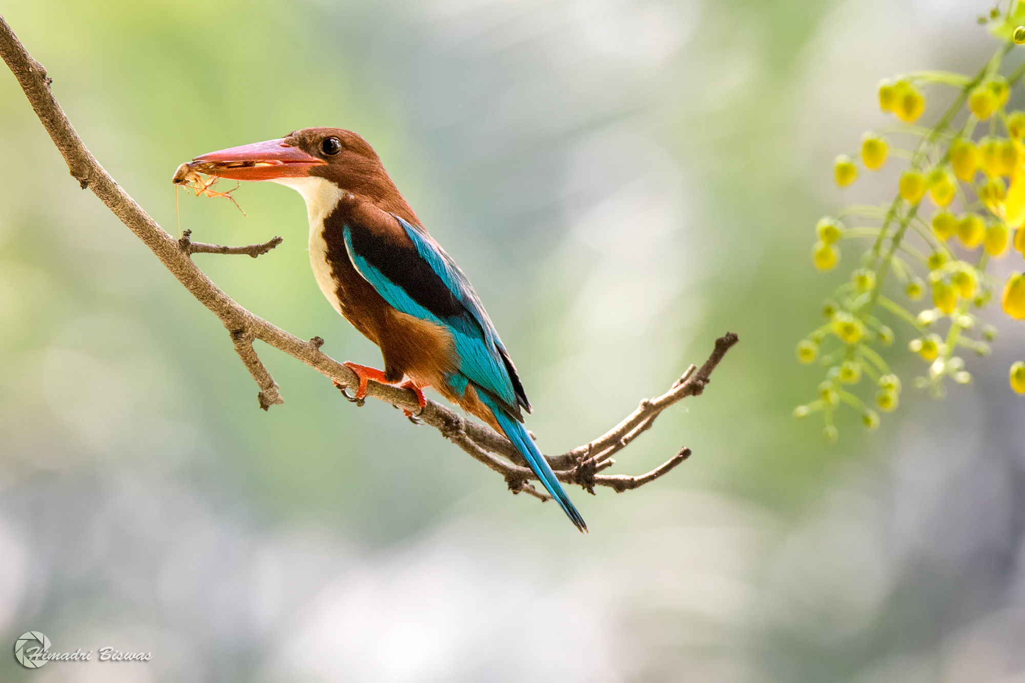 White breasted Kingfisher