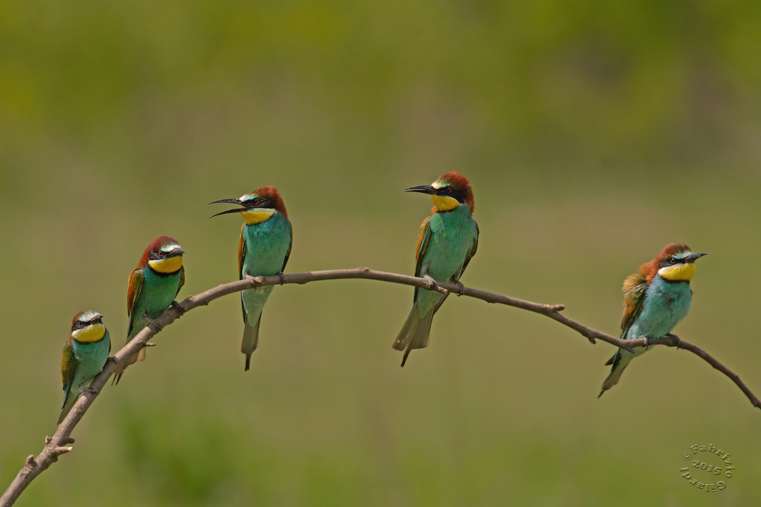 Tutti insieme appassionatamente...
