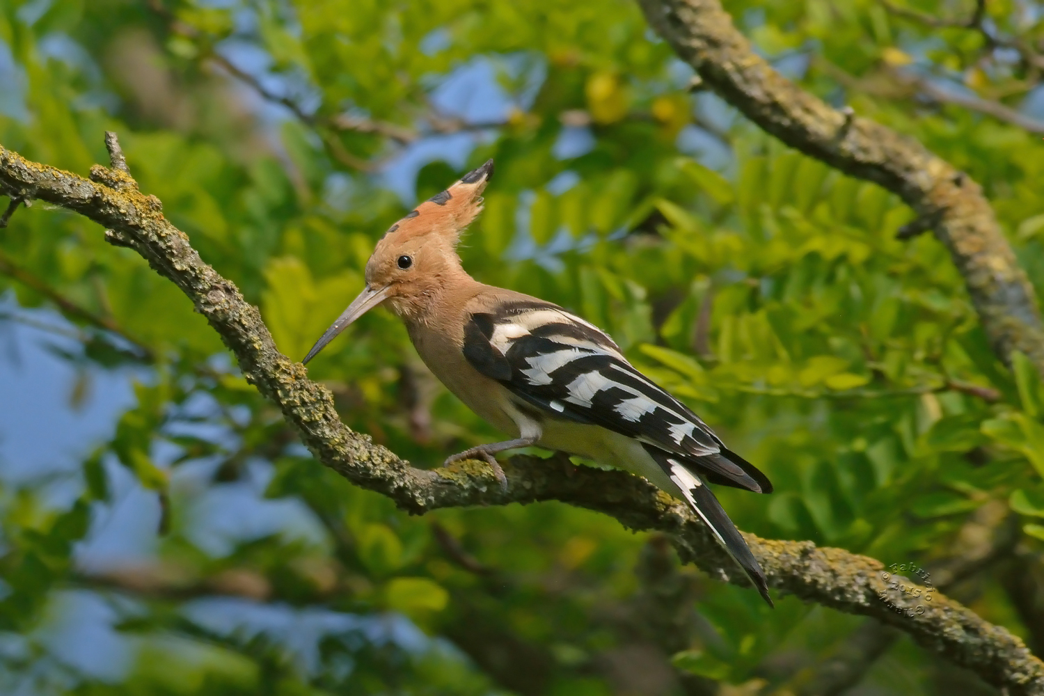 Hoopoe (Upupa epops)