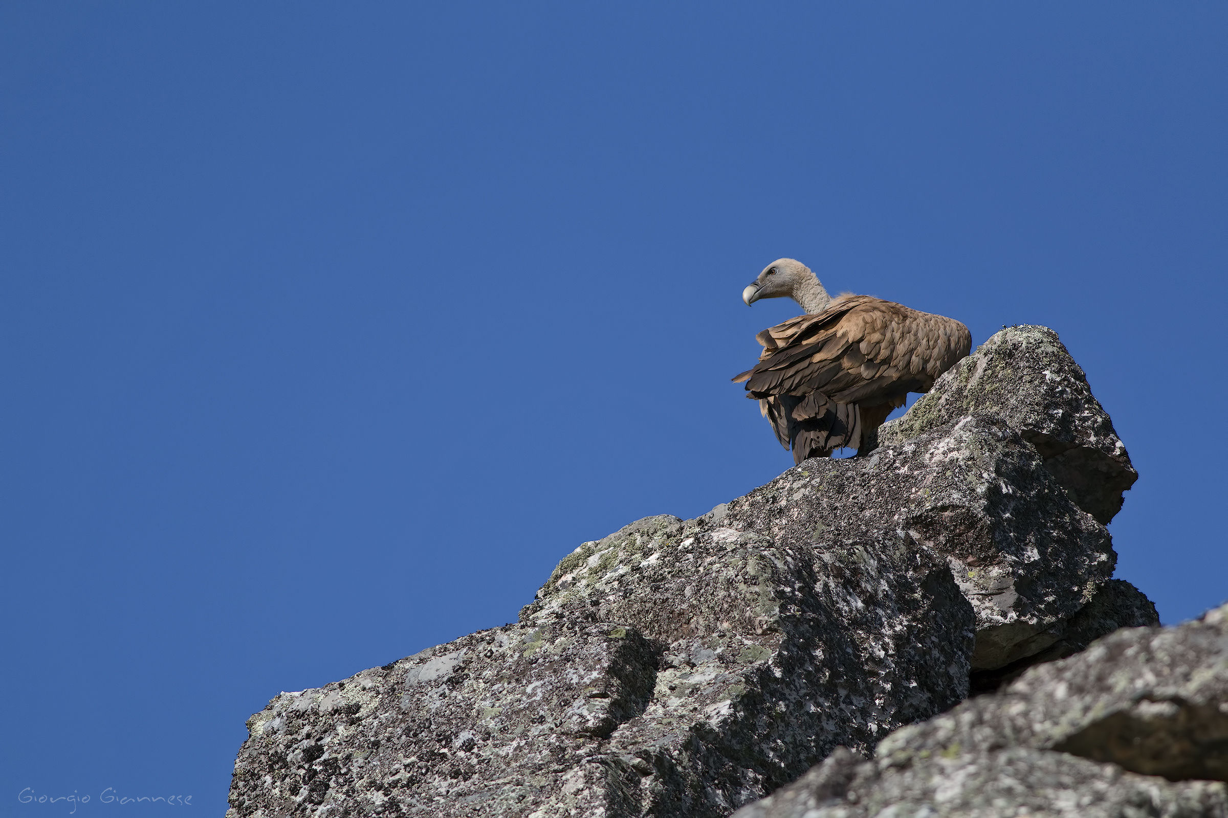 Grifone (Gyps fulvus)