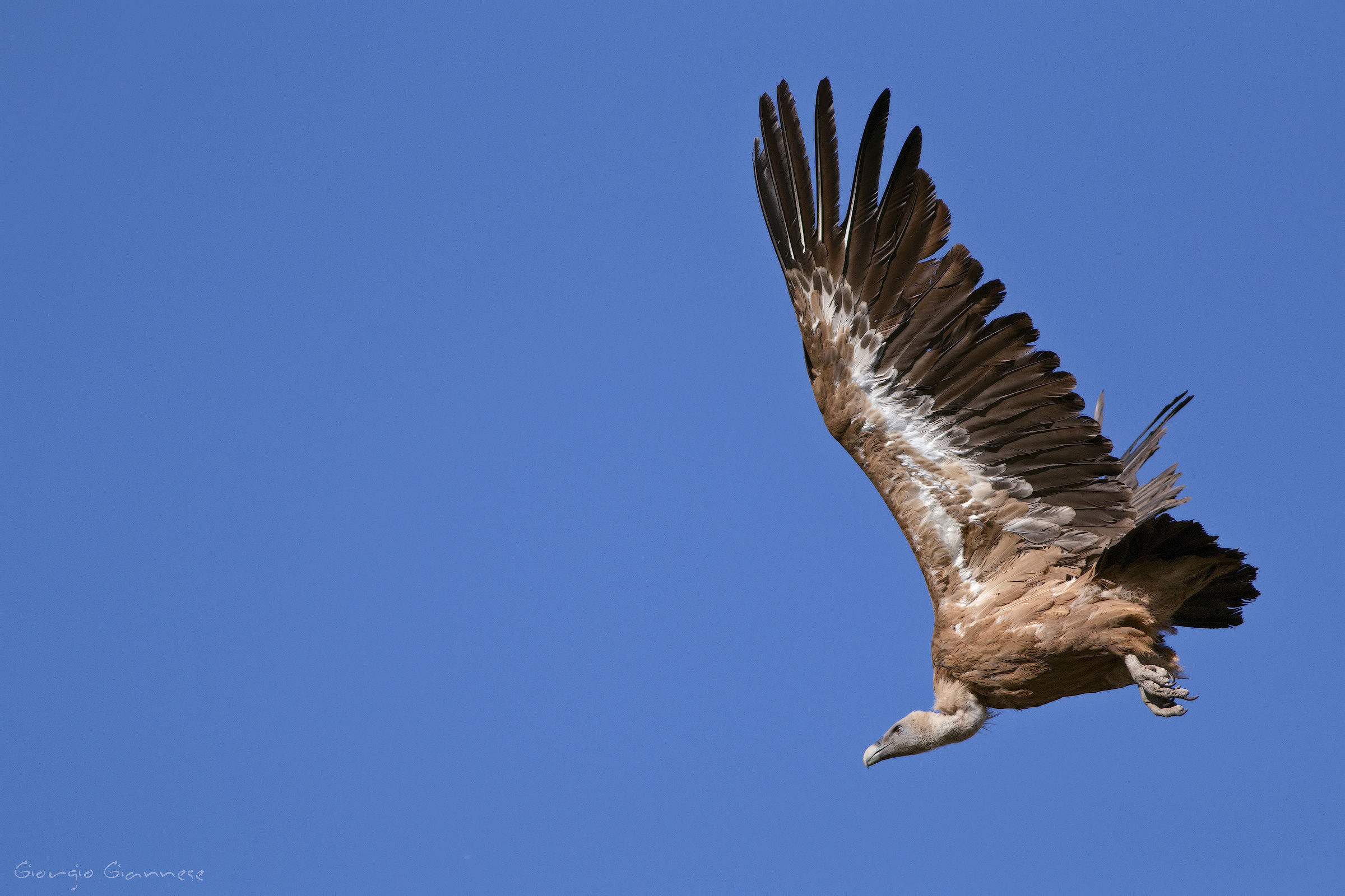 Grifone (Gyps fulvus)