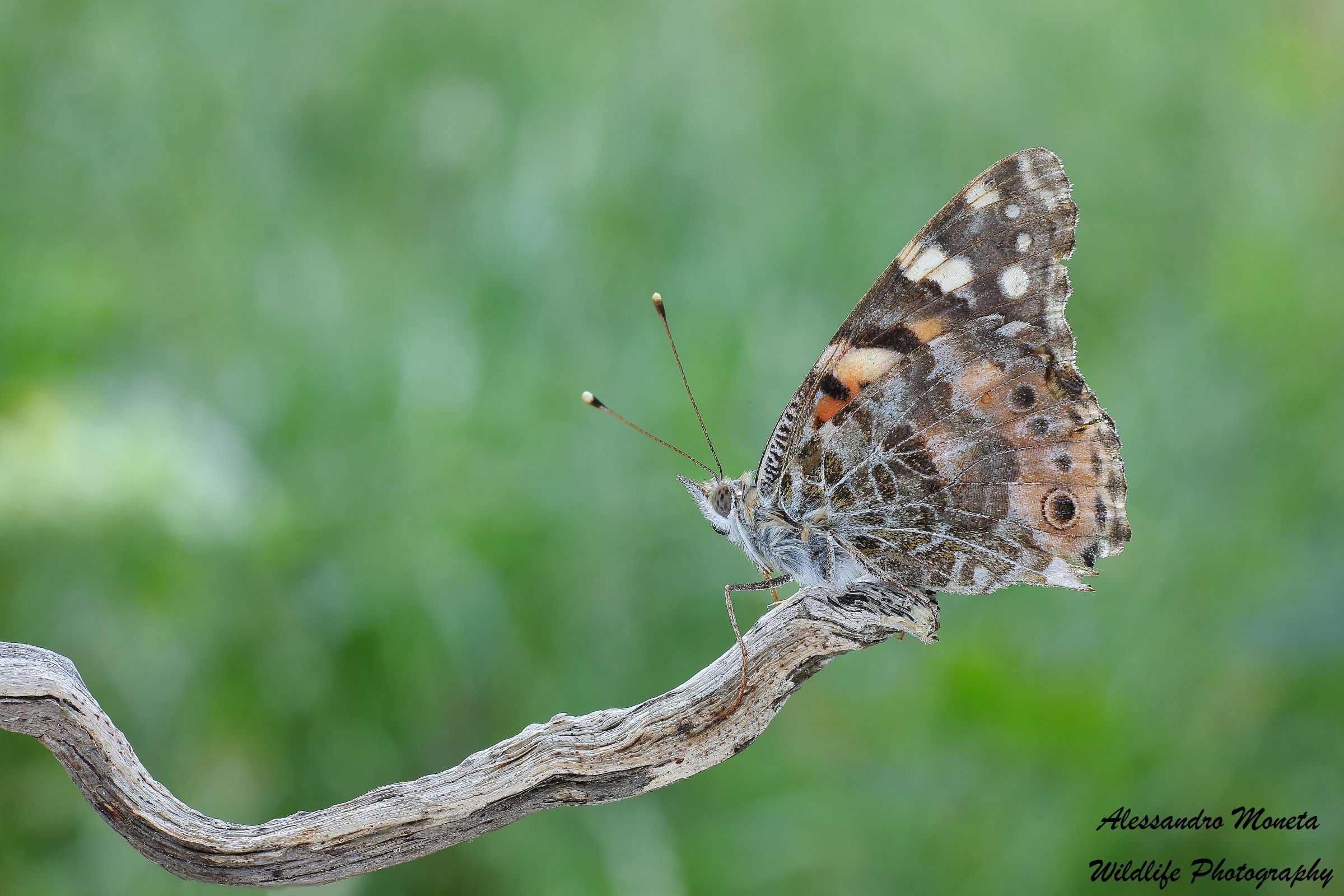 Vecchiotta si, ma sono sempre una Cardui!!
