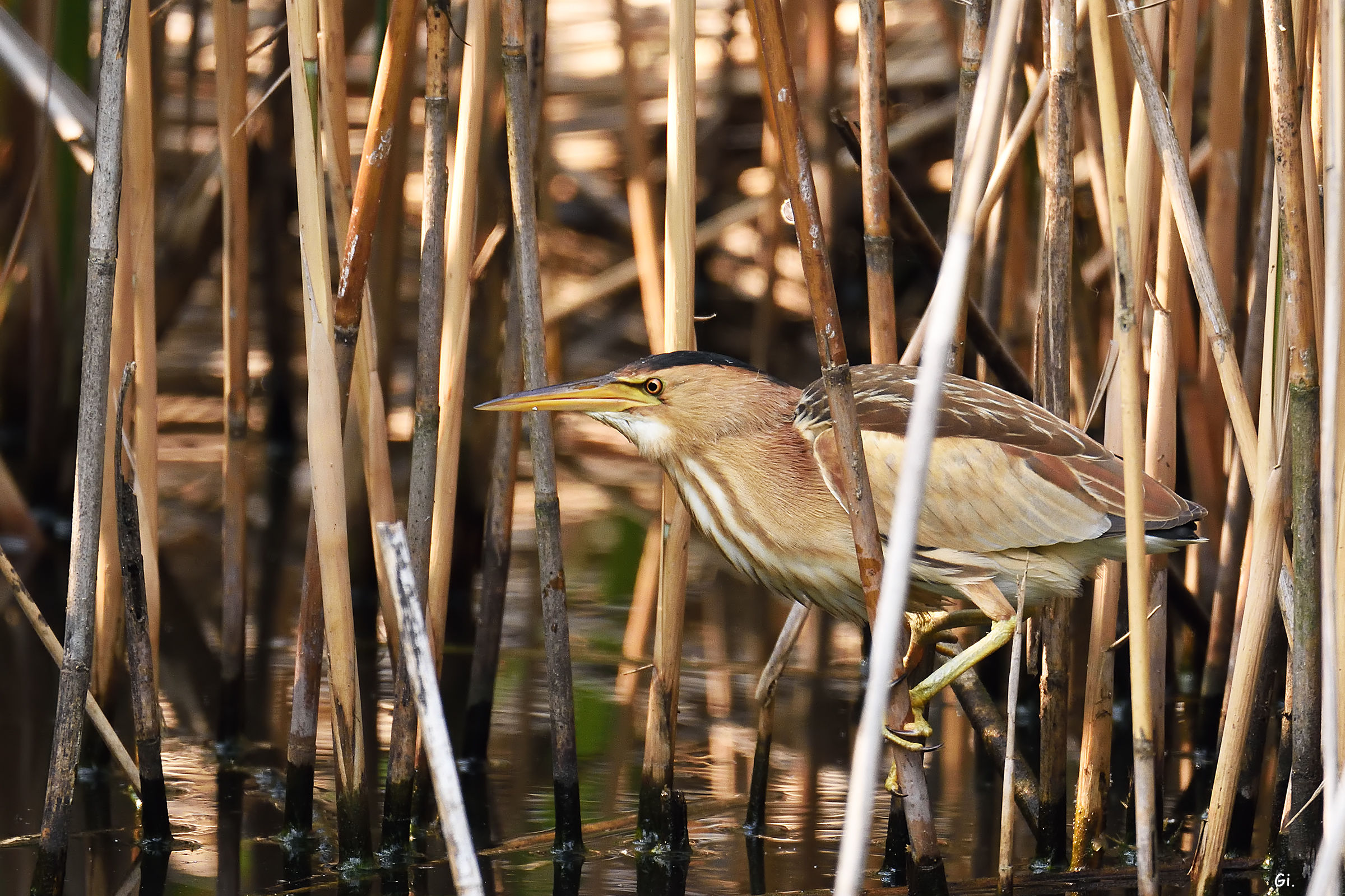 Tarabusina hidden ...
