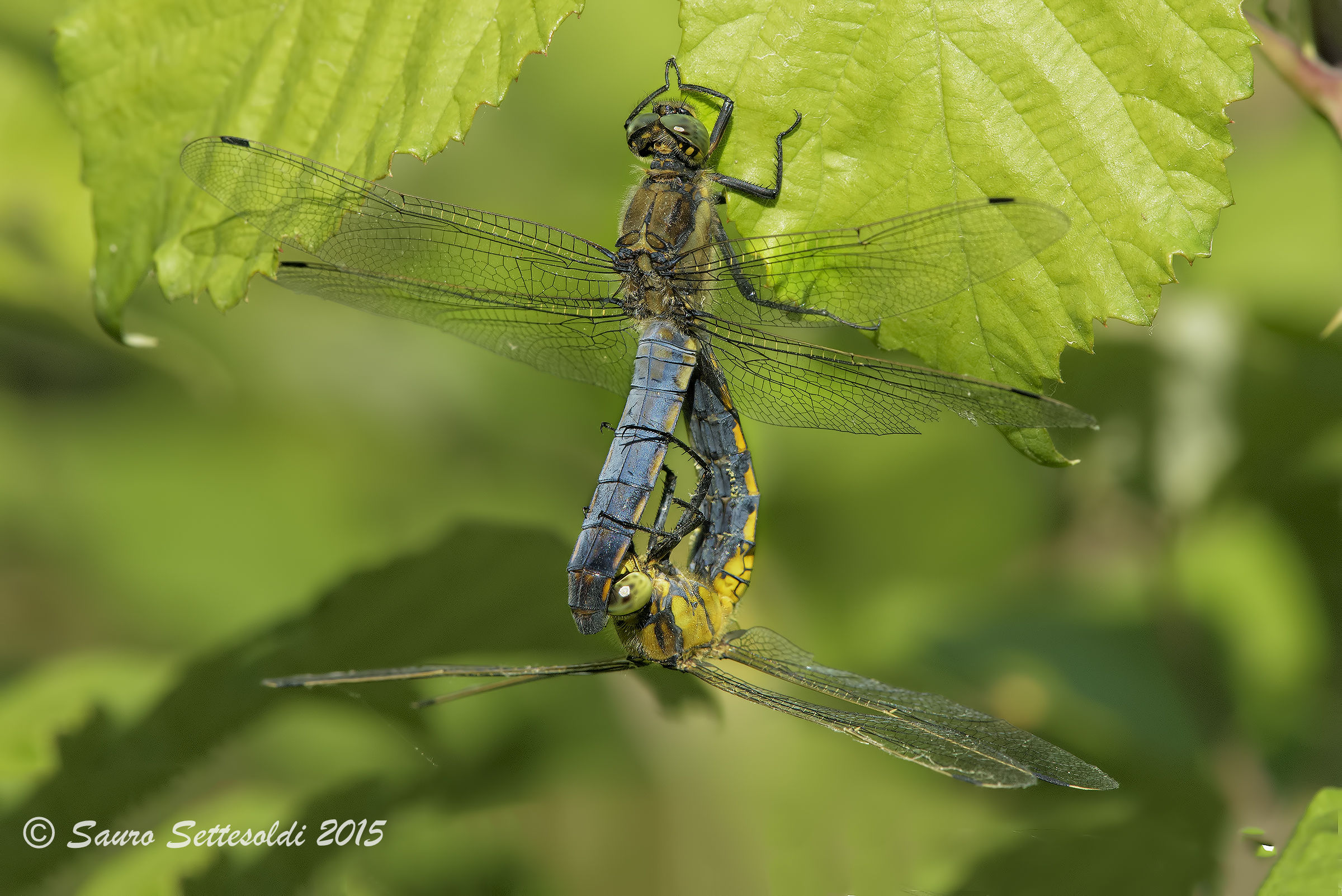 Libellula in accoppiamento
