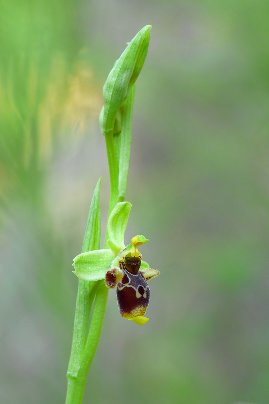 Ophrys conradiae