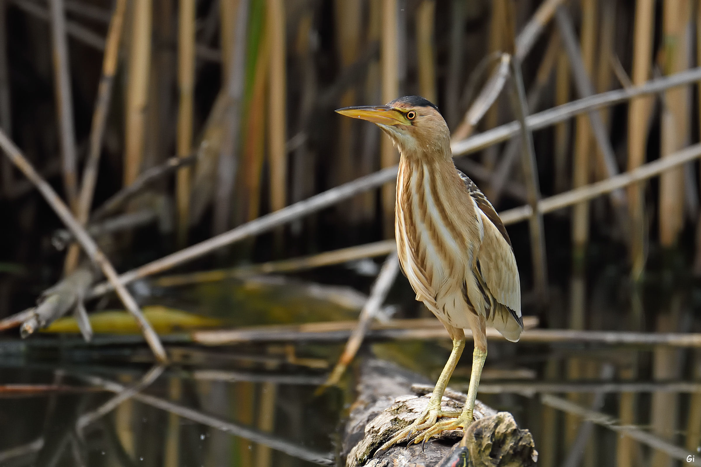 Tarabusina...... in posa...