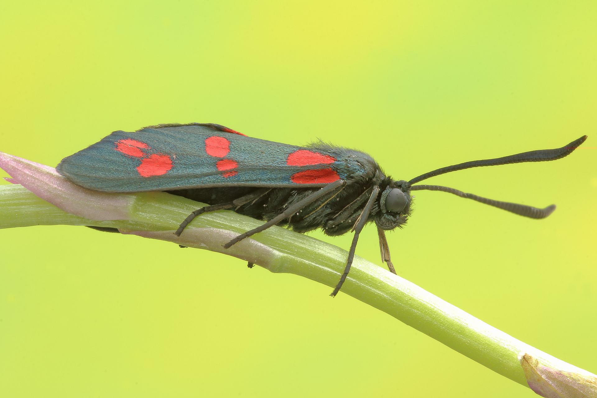 Zygaena