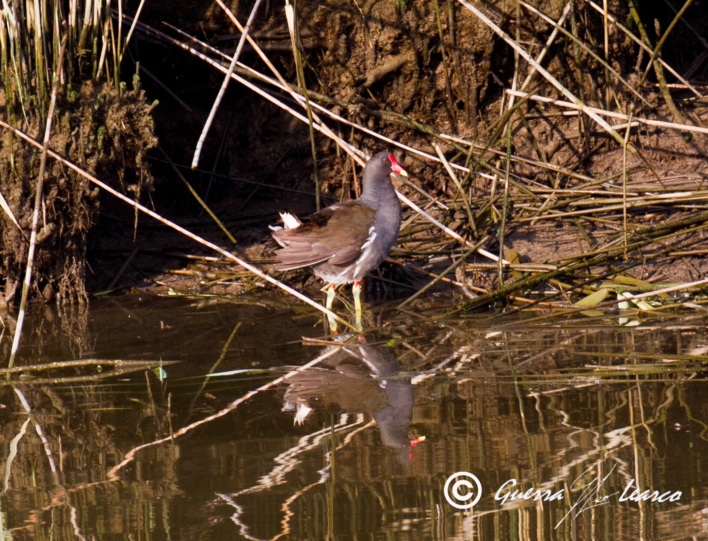 Gallinella all'alba
