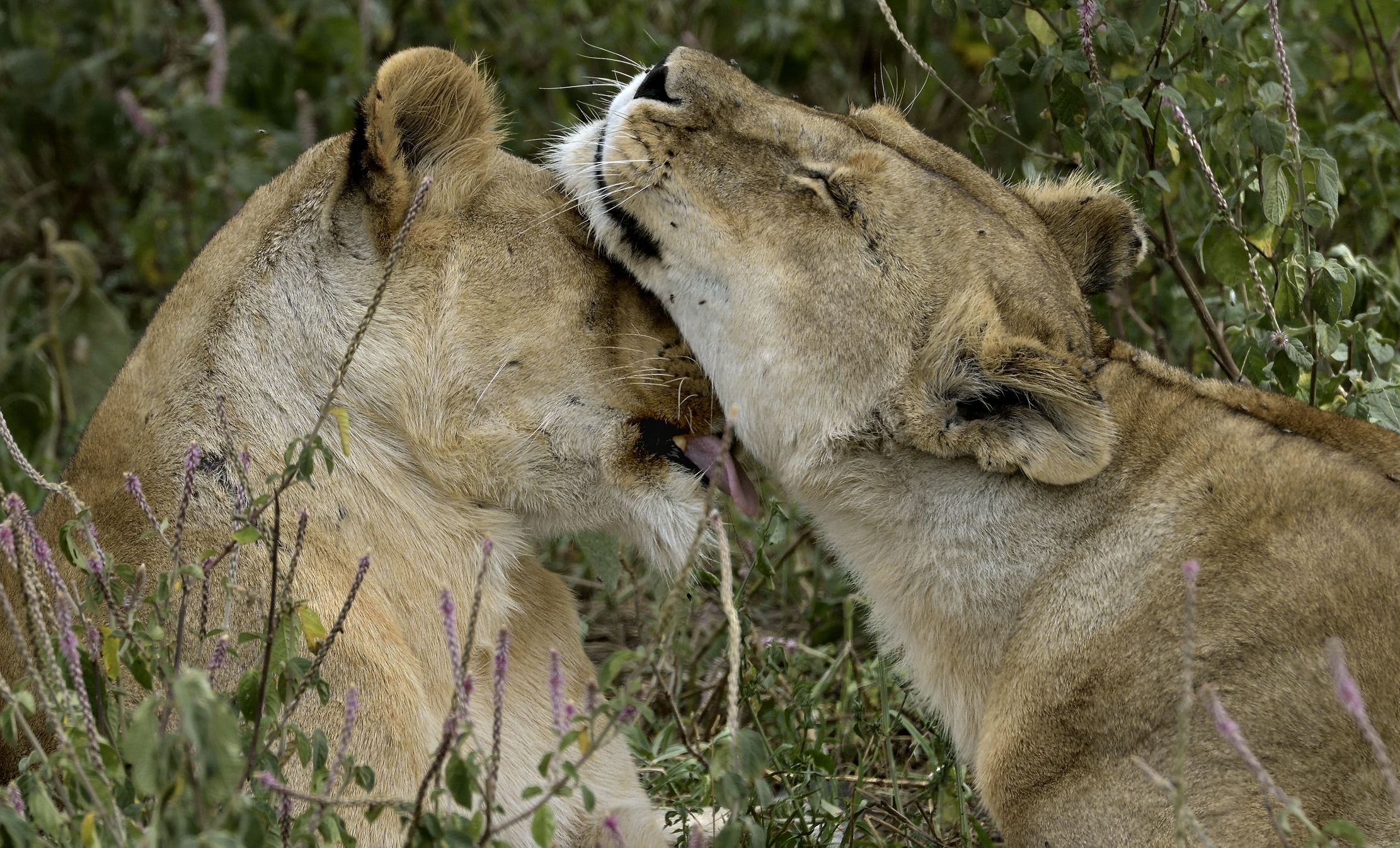 Tanzania 2015 - Tenerone