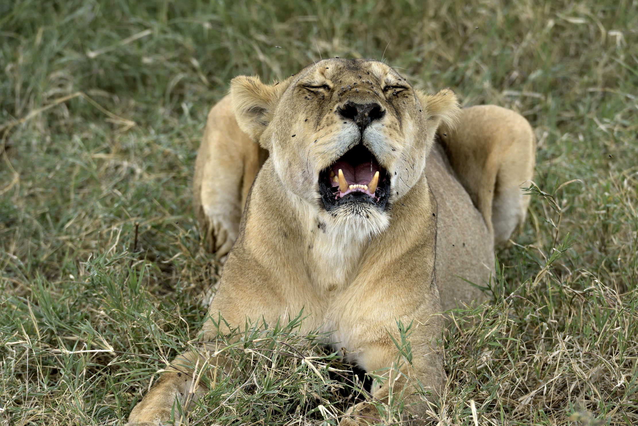 Tanzania 2015 - Sfatta