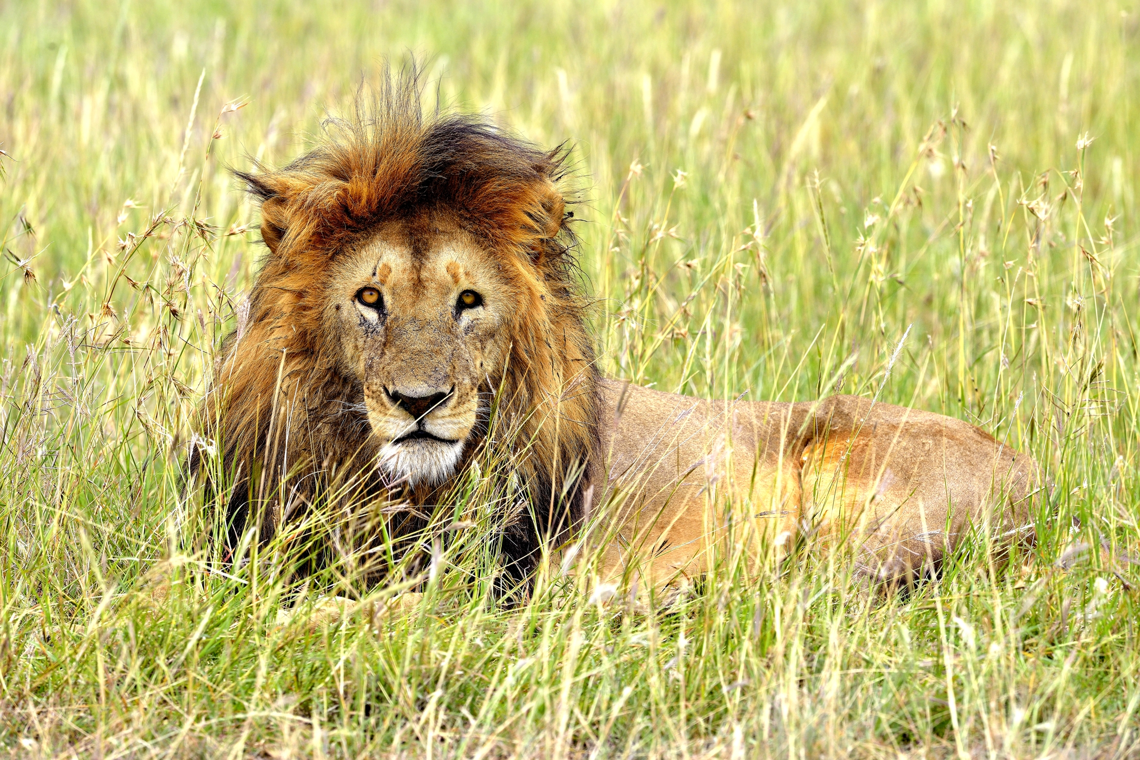 Tanzania 2015 - Occhi tondi