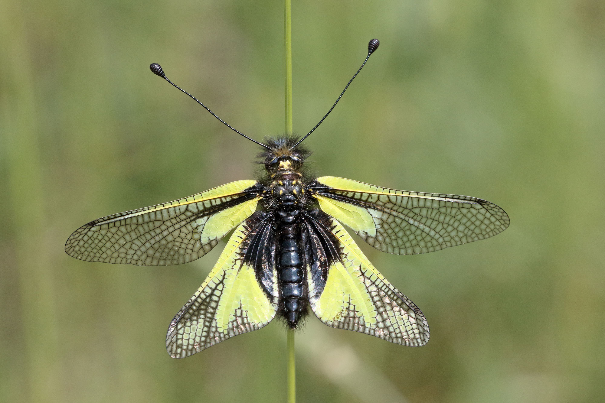 Libelloides coccajus (esemplare Femmina)
