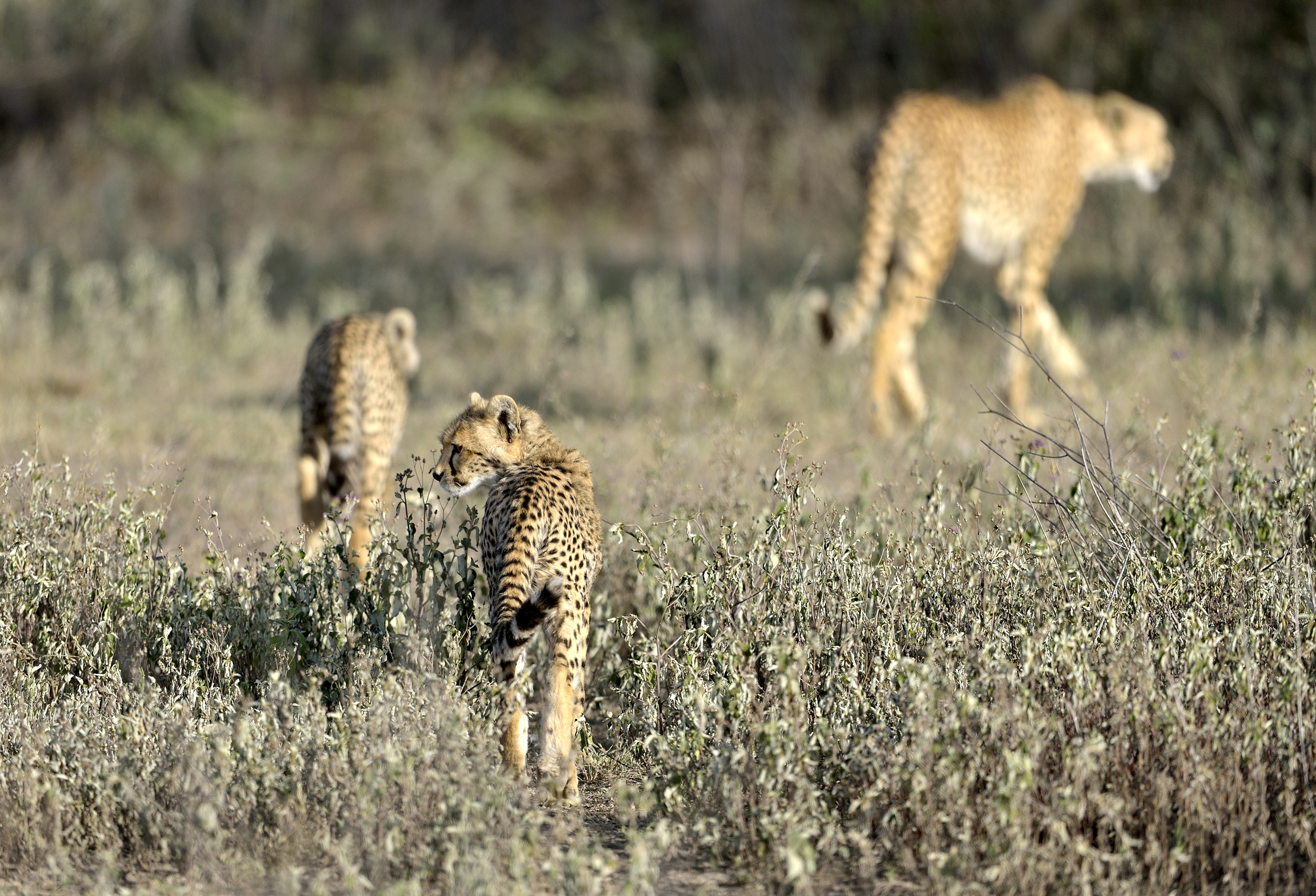 Tanzania 2015 - Retroguardia attenta