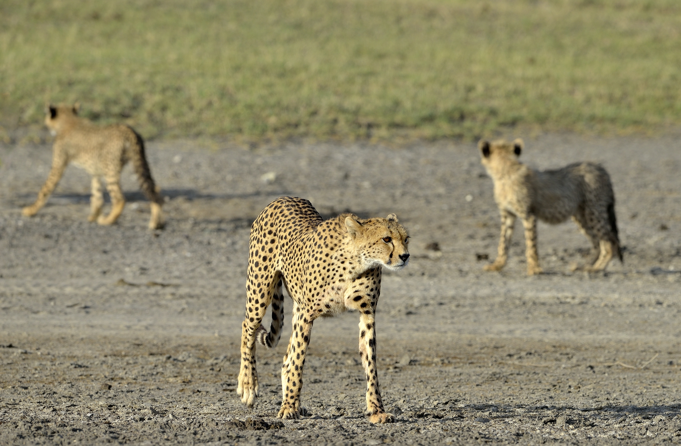Tanzania 2015 - Mamma ghepardo