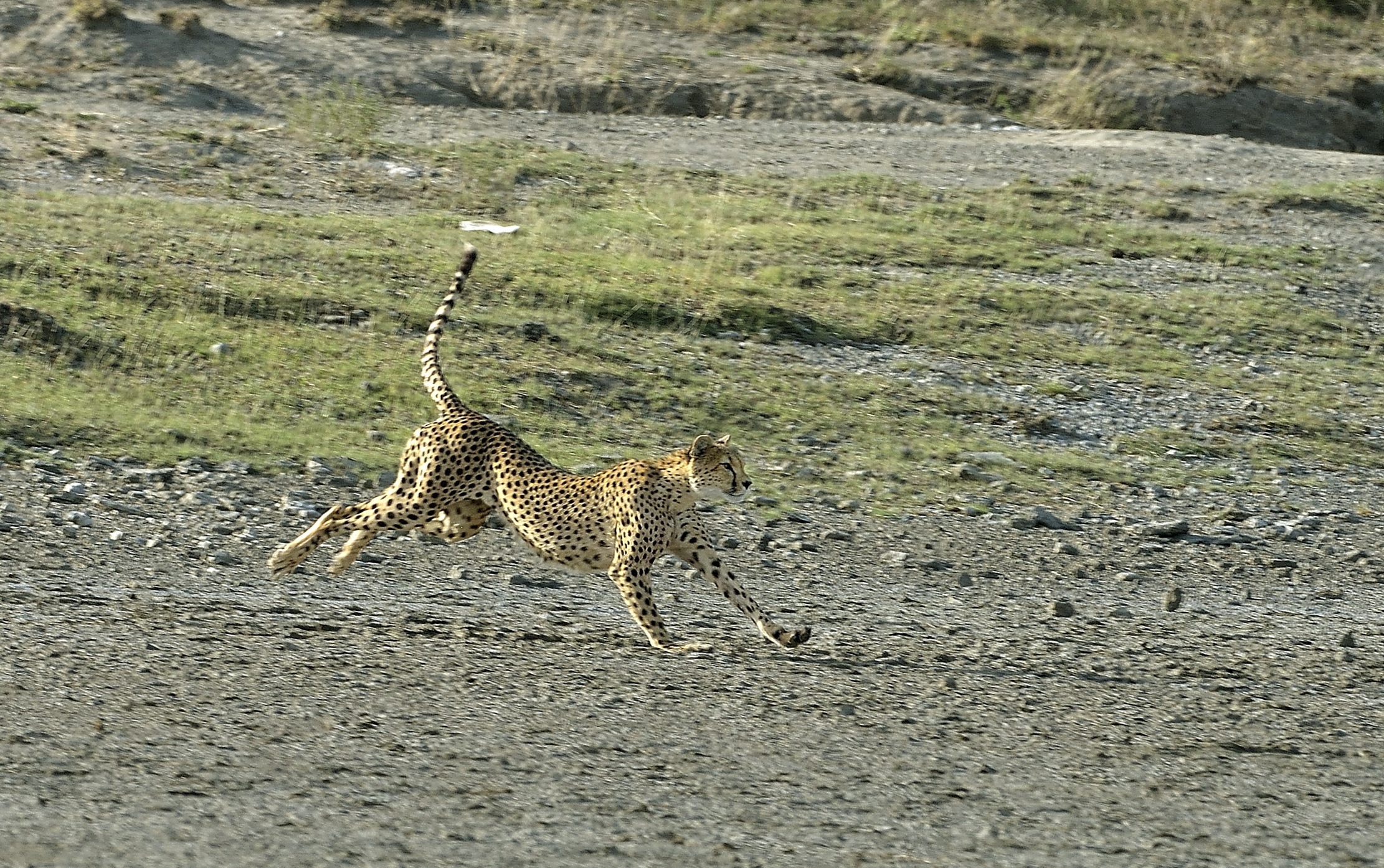 Tanzania 2015 - La corsa
