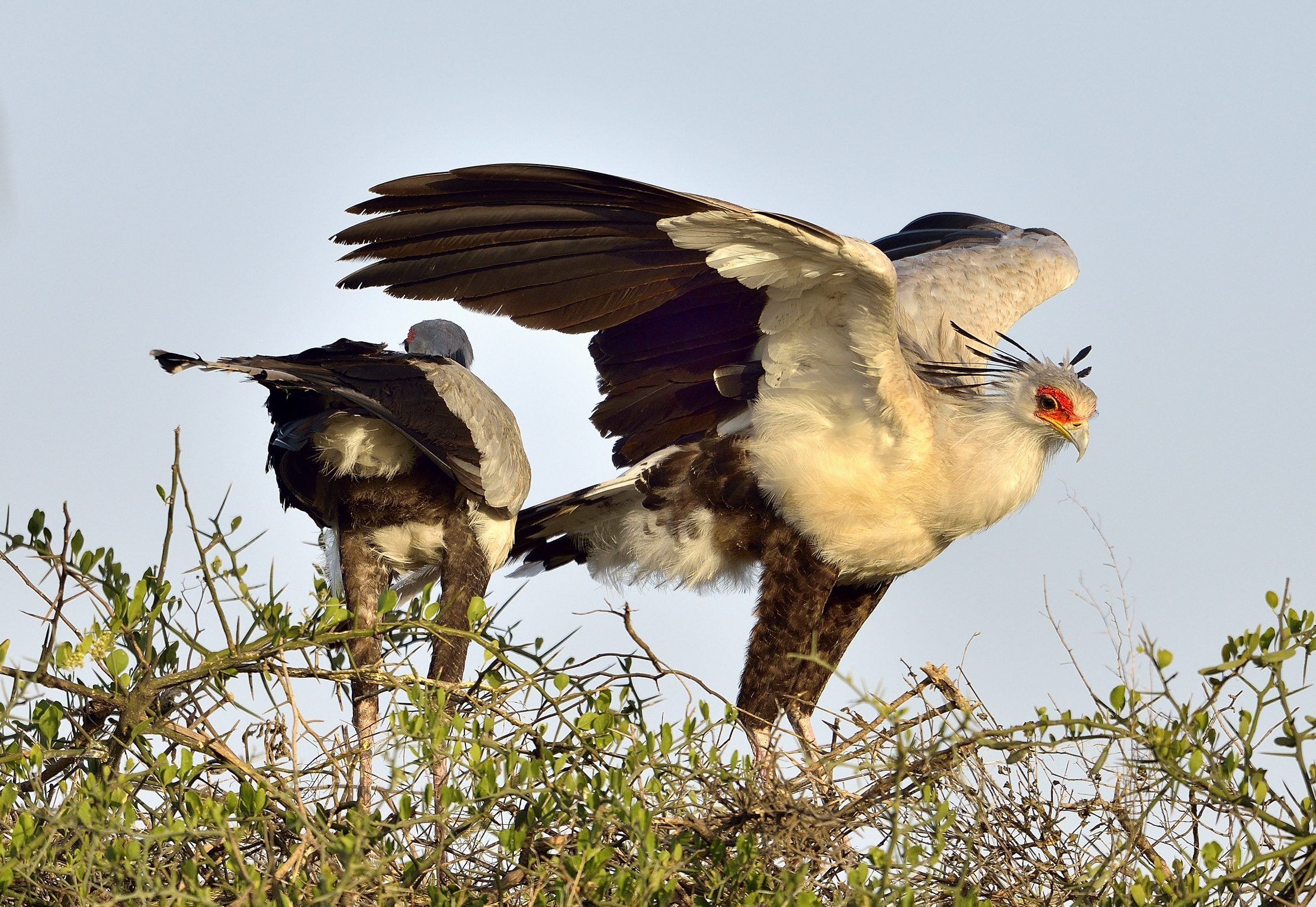 Tanzania 2015 - Serpentari