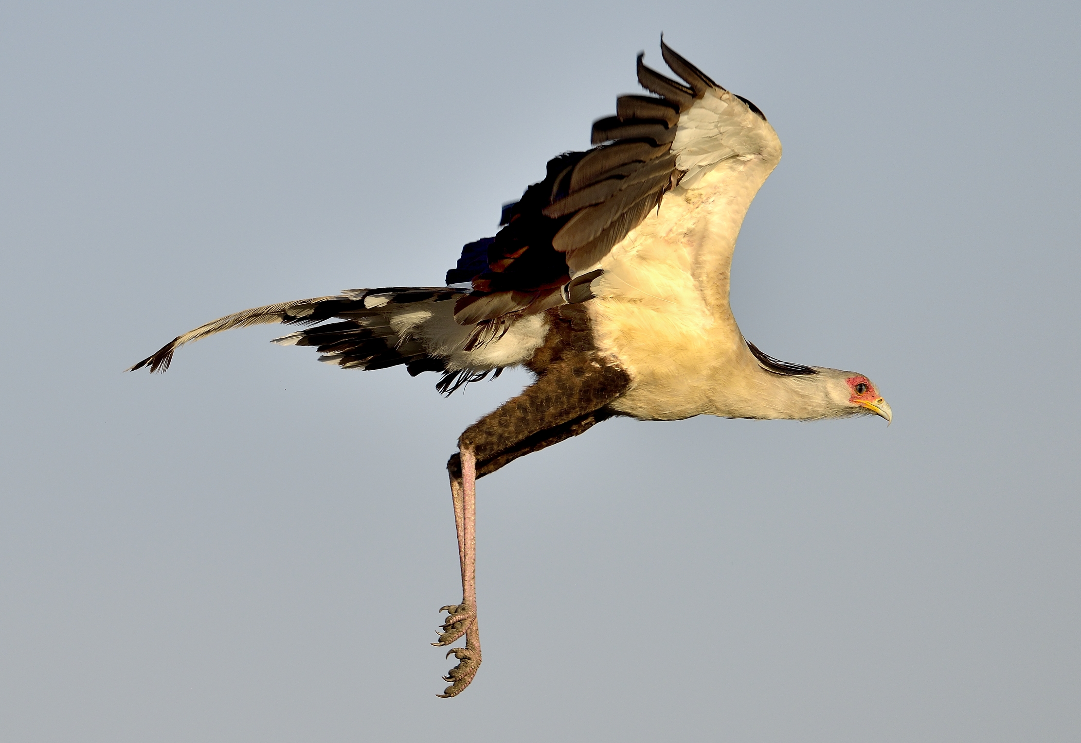 Tanzania 2015 - L'involo