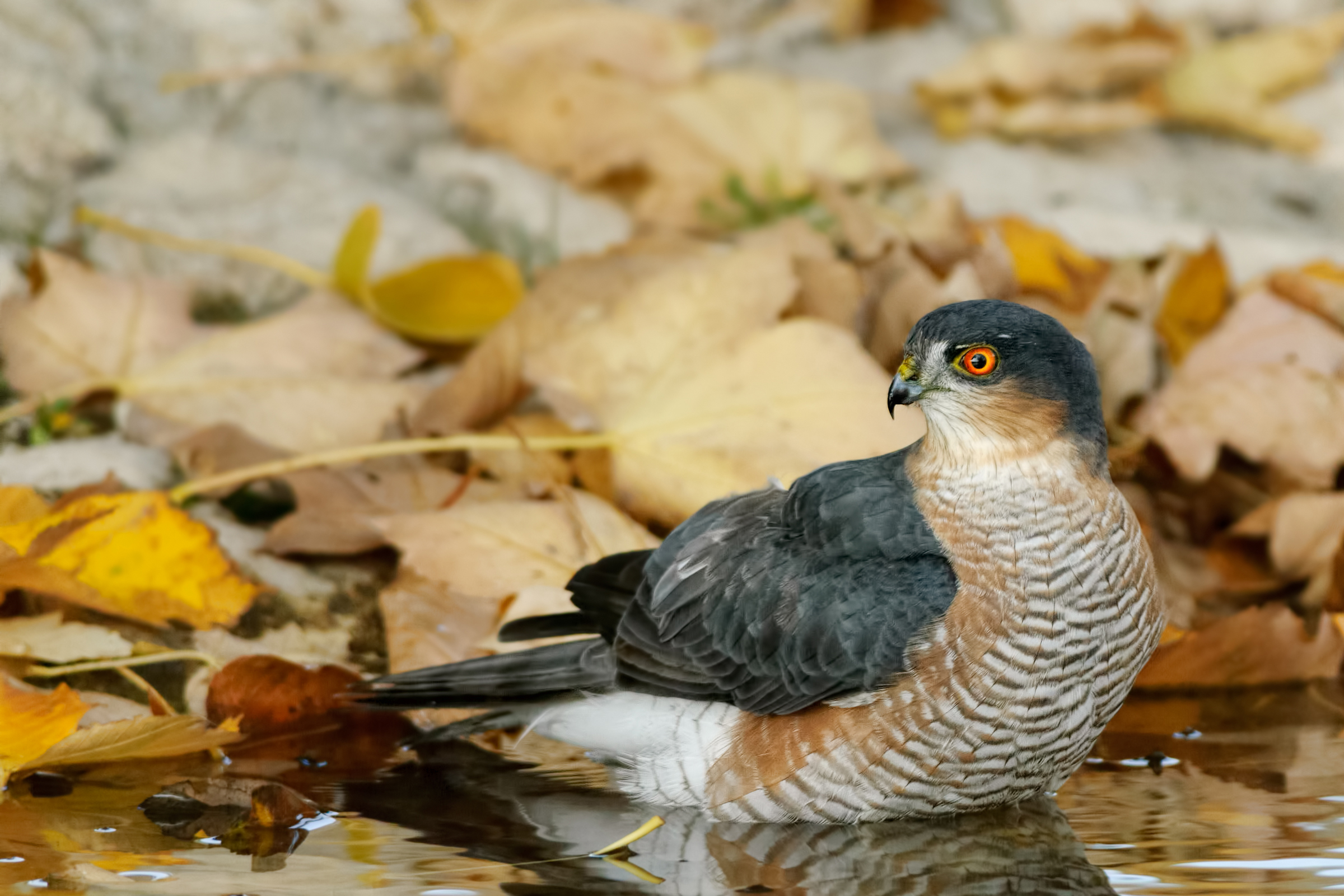 Hawk (Accipiter nisus)